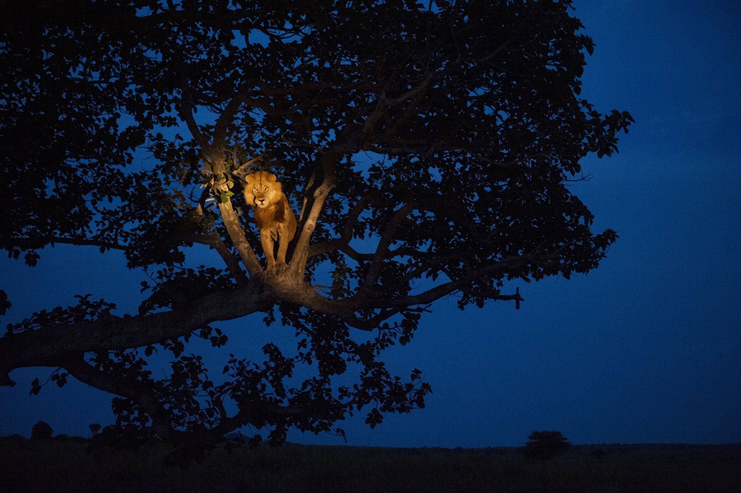 В мире животных 2024. Дерево ночью. Сидит на дереве. Лев на дереве. Ночное дерево.