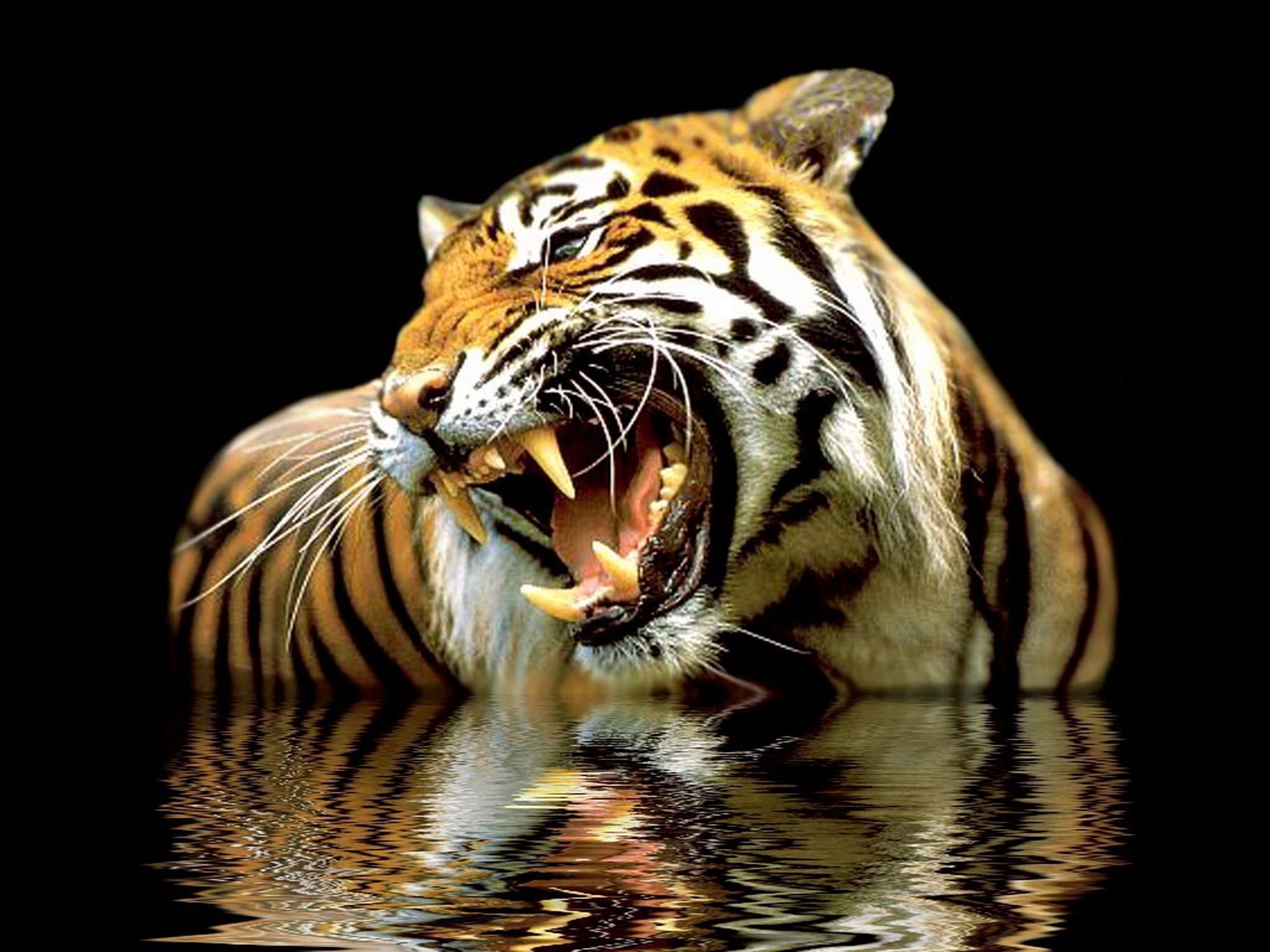 3195 завантажити шпалери тигри, тварини - заставки і картинки безкоштовно