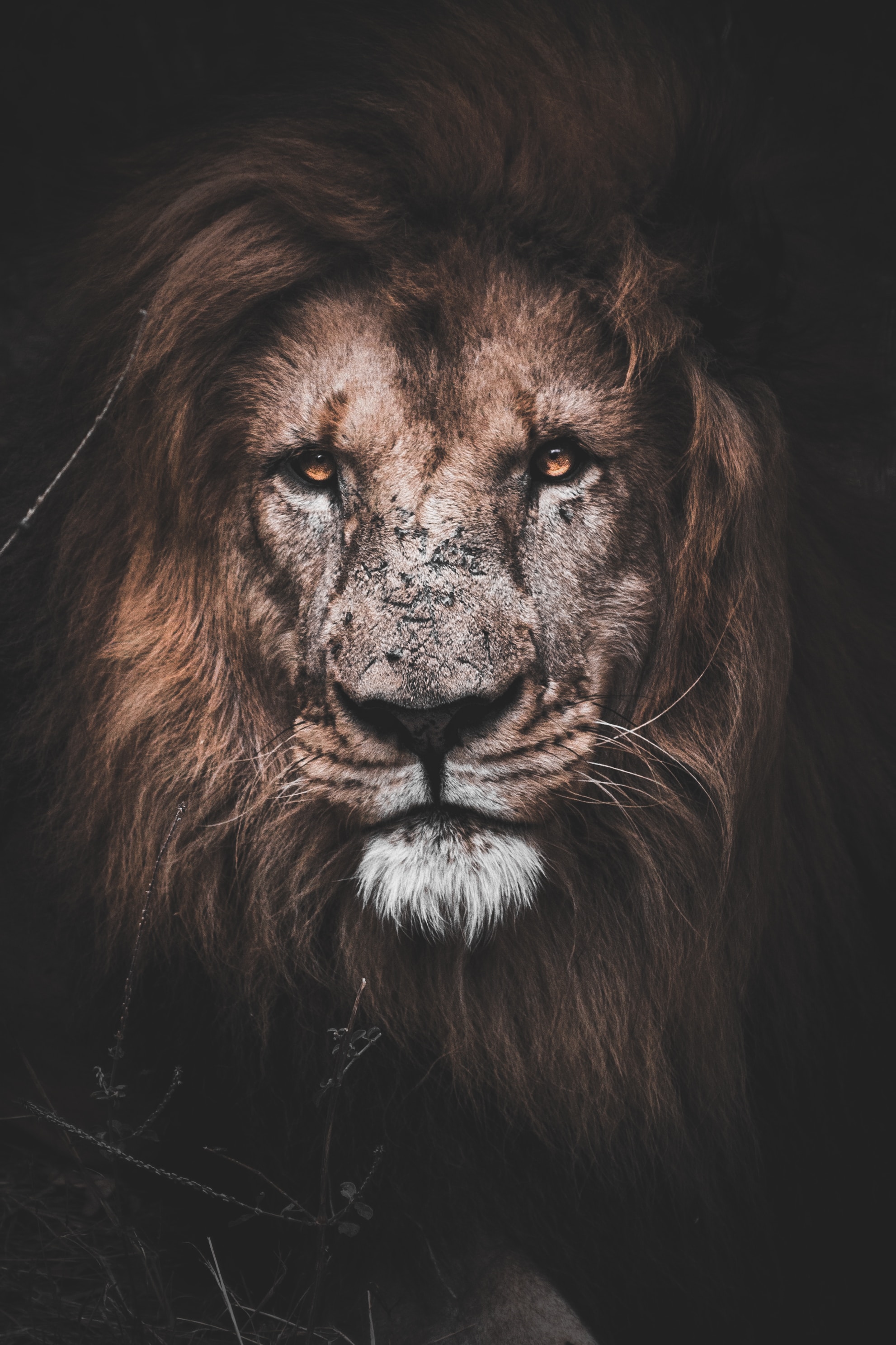 lion, big cat, sight, animals, predator, opinion