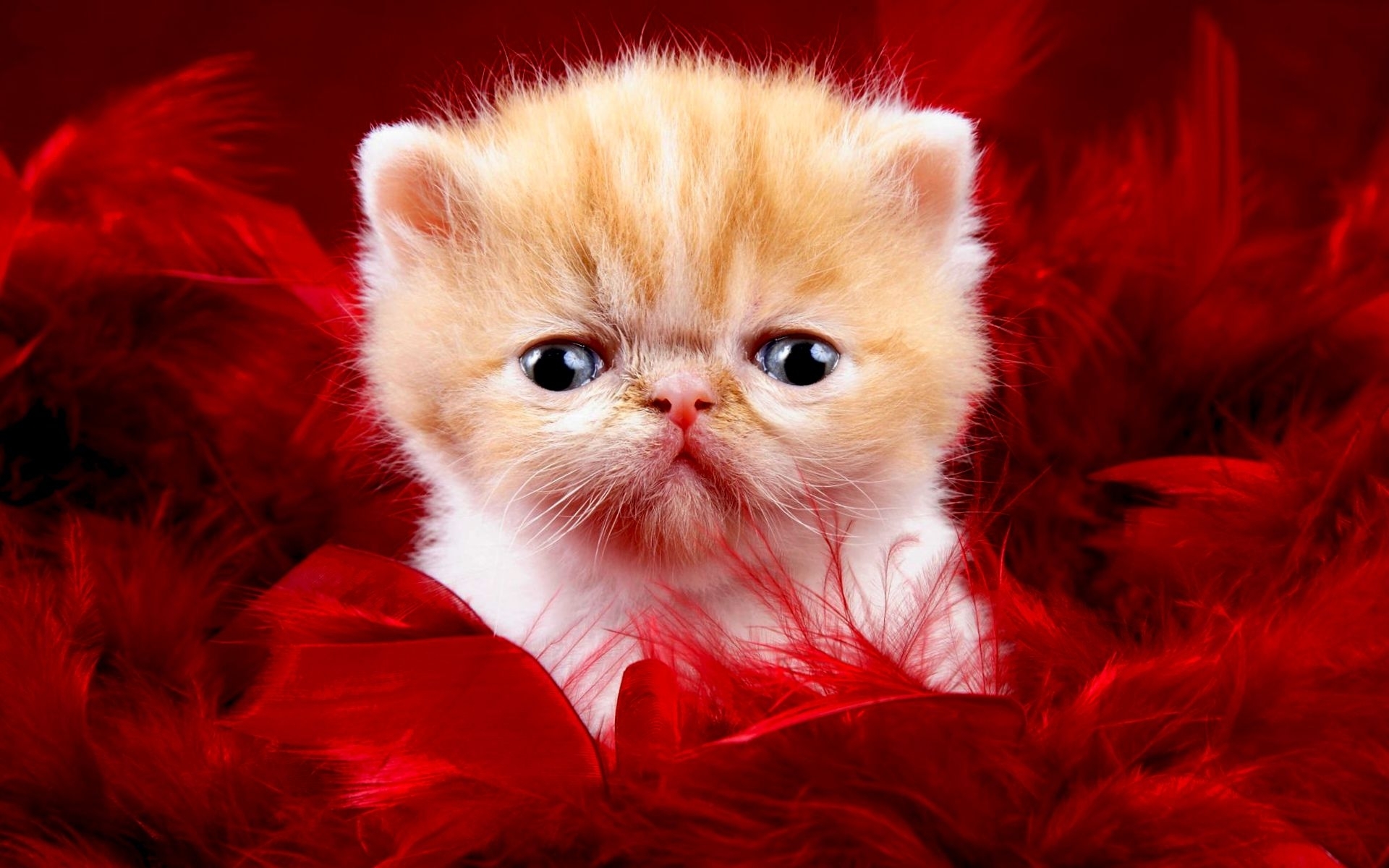 Download mobile wallpaper Animals, Cats for free.