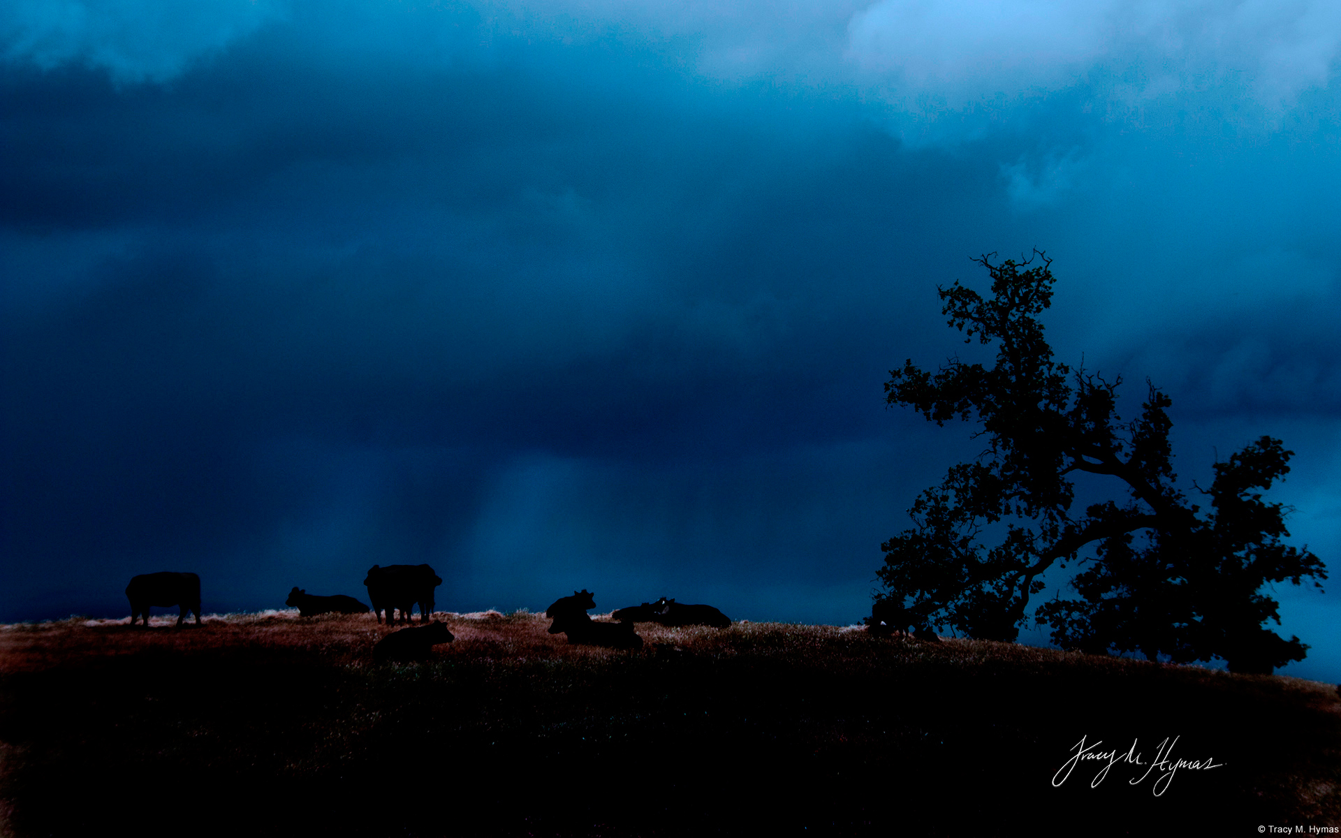Download background photography, night, blue, cattle, cloud, cow, silhouette, sky, tree