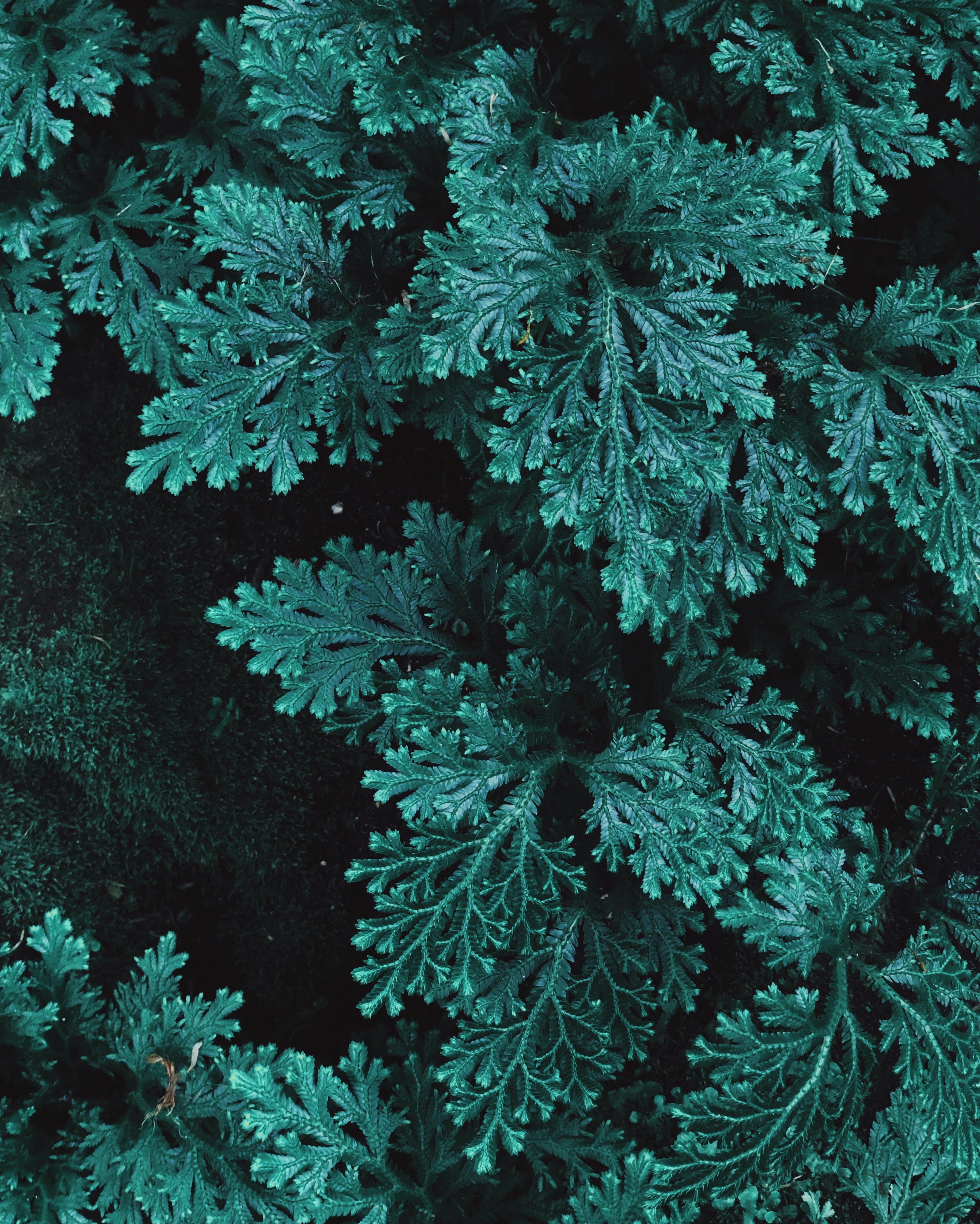Free download wallpaper Nature, Plant, Vegetation, Leaves, Carved on your PC desktop