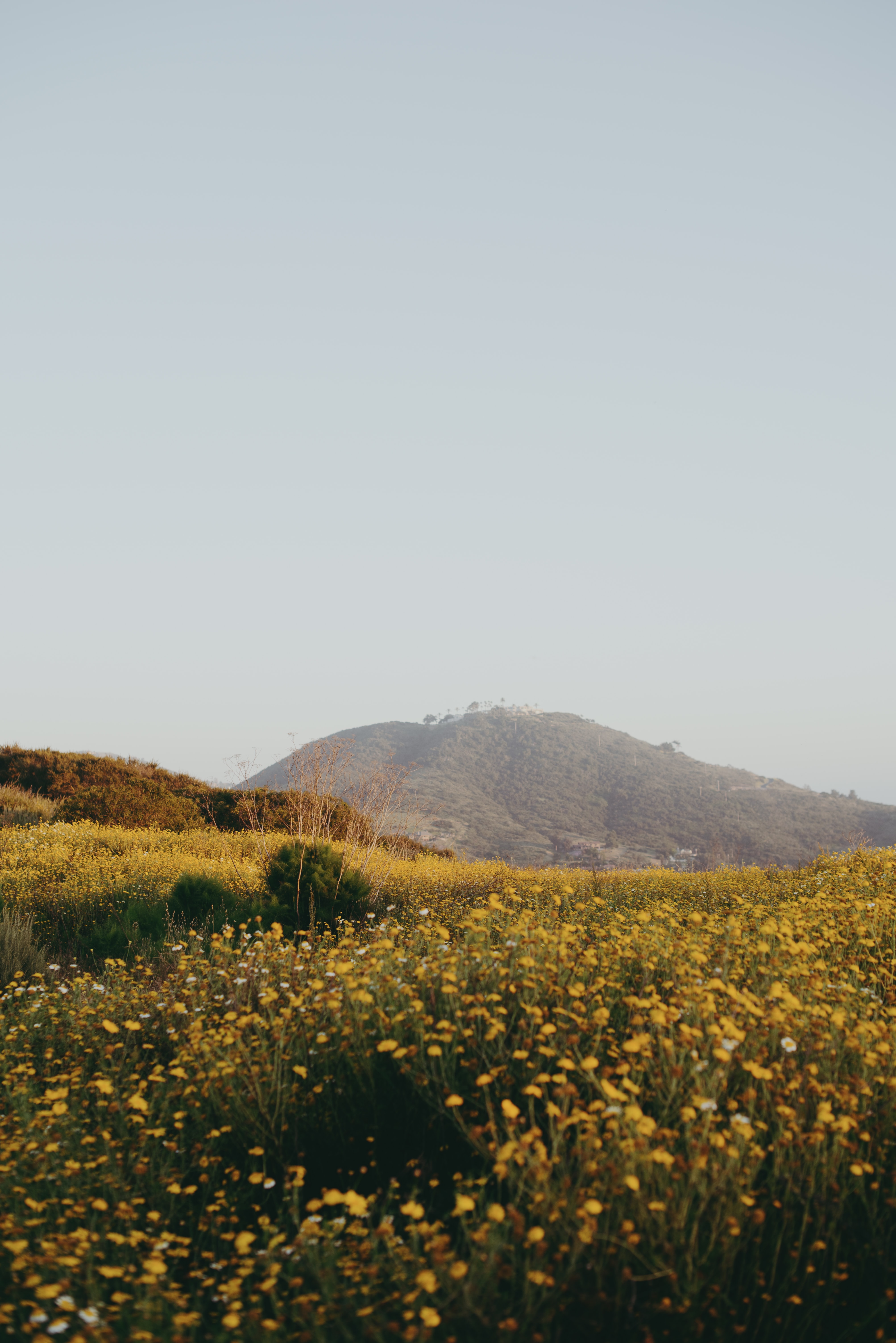 nature, flowers, field, hill, spaciousness, scope 8K
