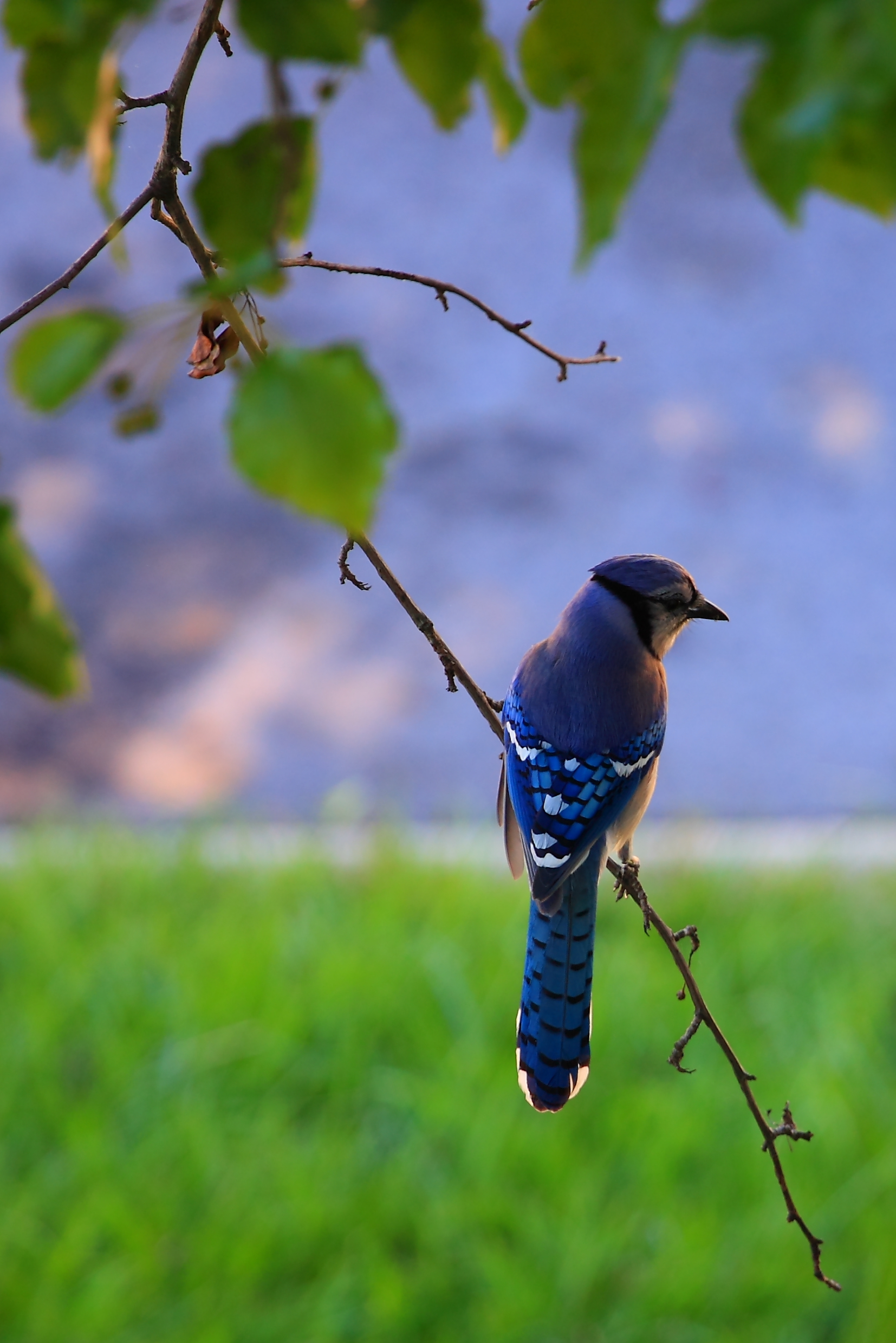 bird, animals, feather, blue, beak, branch Phone Background