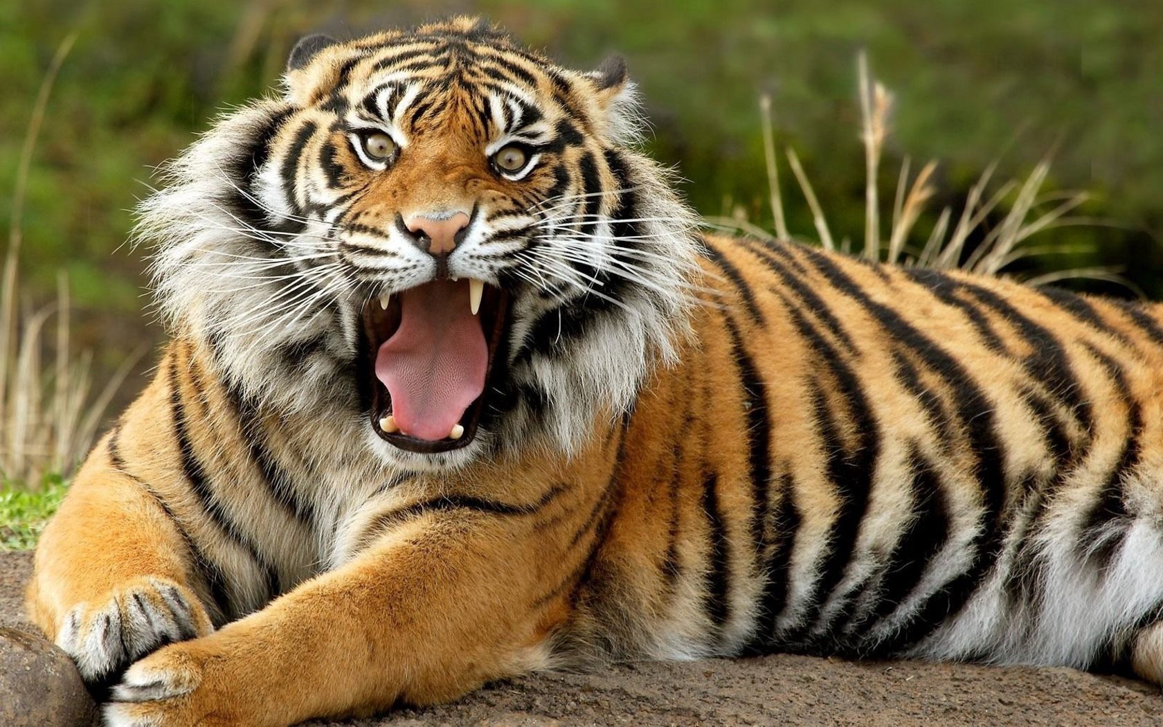 Mobile wallpaper grin, animals, muzzle, tiger, anger