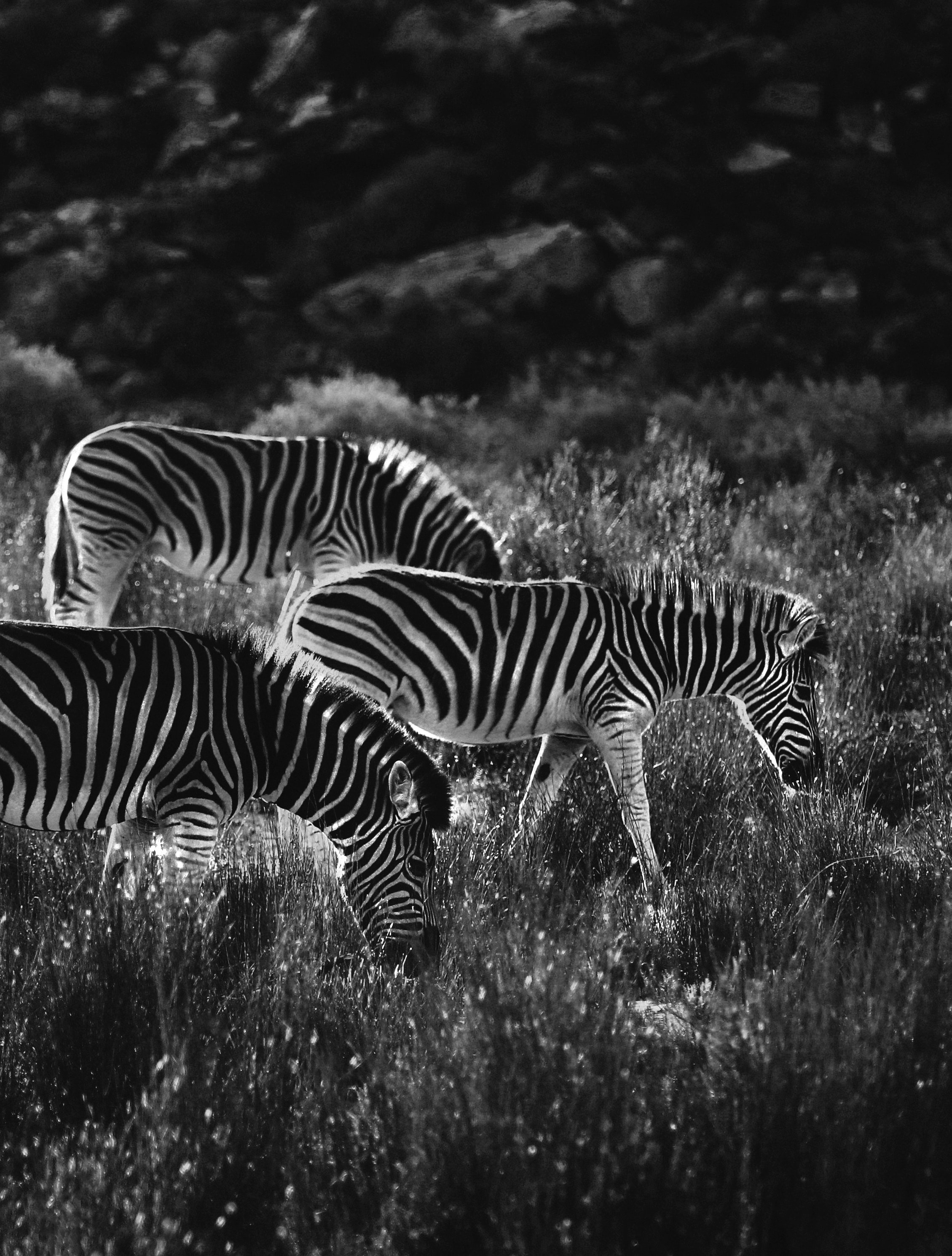 zebra, animals, bw, chb cellphone
