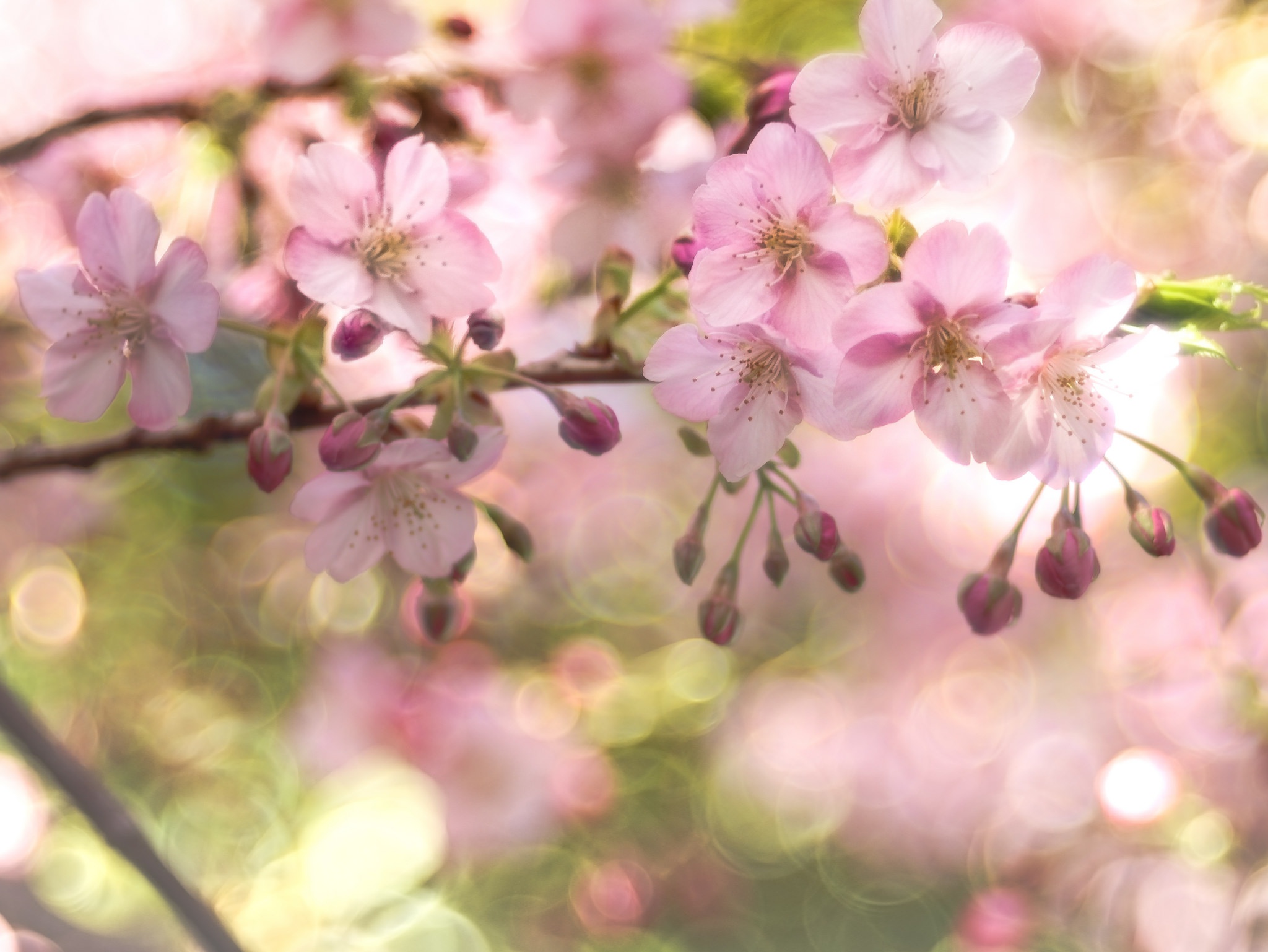 Blossom com. Вишня нежность. Весенние цветы боке. Цветы по бокам от вишни.