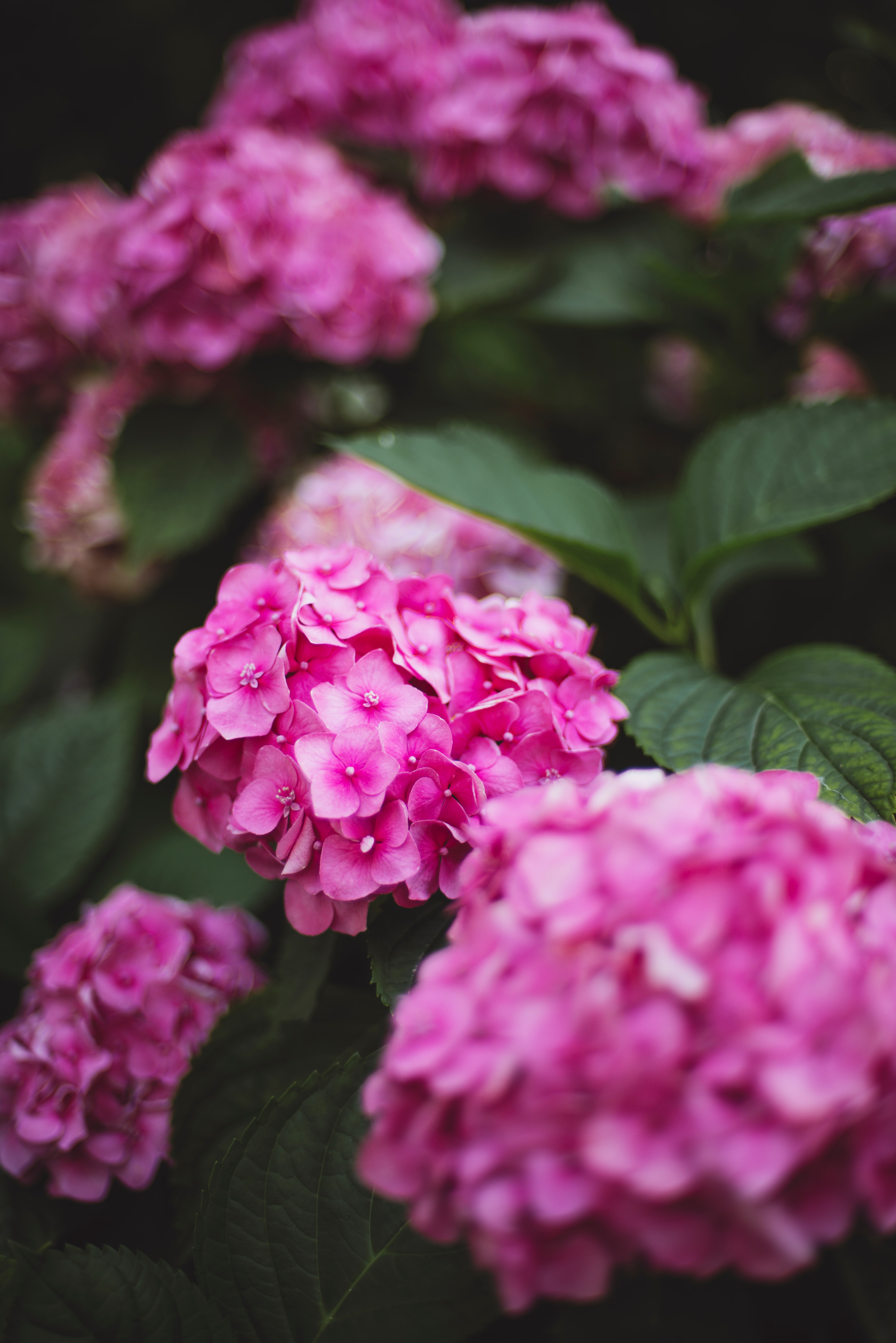 Laden Sie das Blühen, Hortensie, Blumen, Rosa, Blühenden-Bild kostenlos auf Ihren PC-Desktop herunter