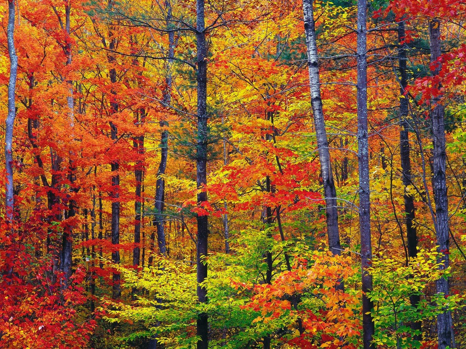 PC Wallpapers fall, nature, colorful, earth, tree