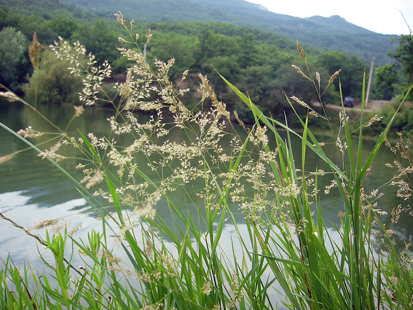 Скачать картинку Река, Трава, Растения в телефон бесплатно.