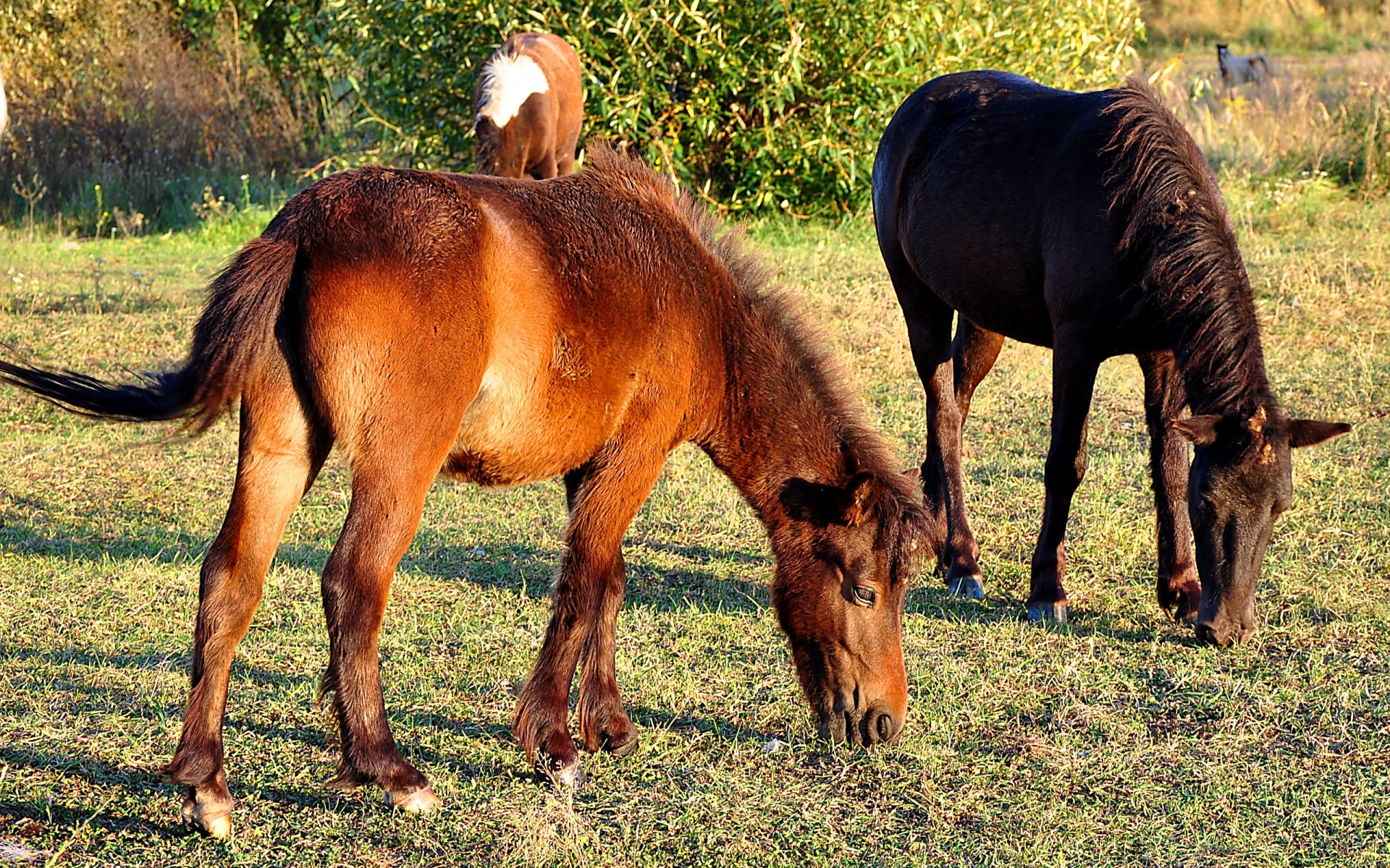 Лошадь домашнее животное. Лошадь с жеребенком. Horse mating. Animal Planet. ******Mating Horses.