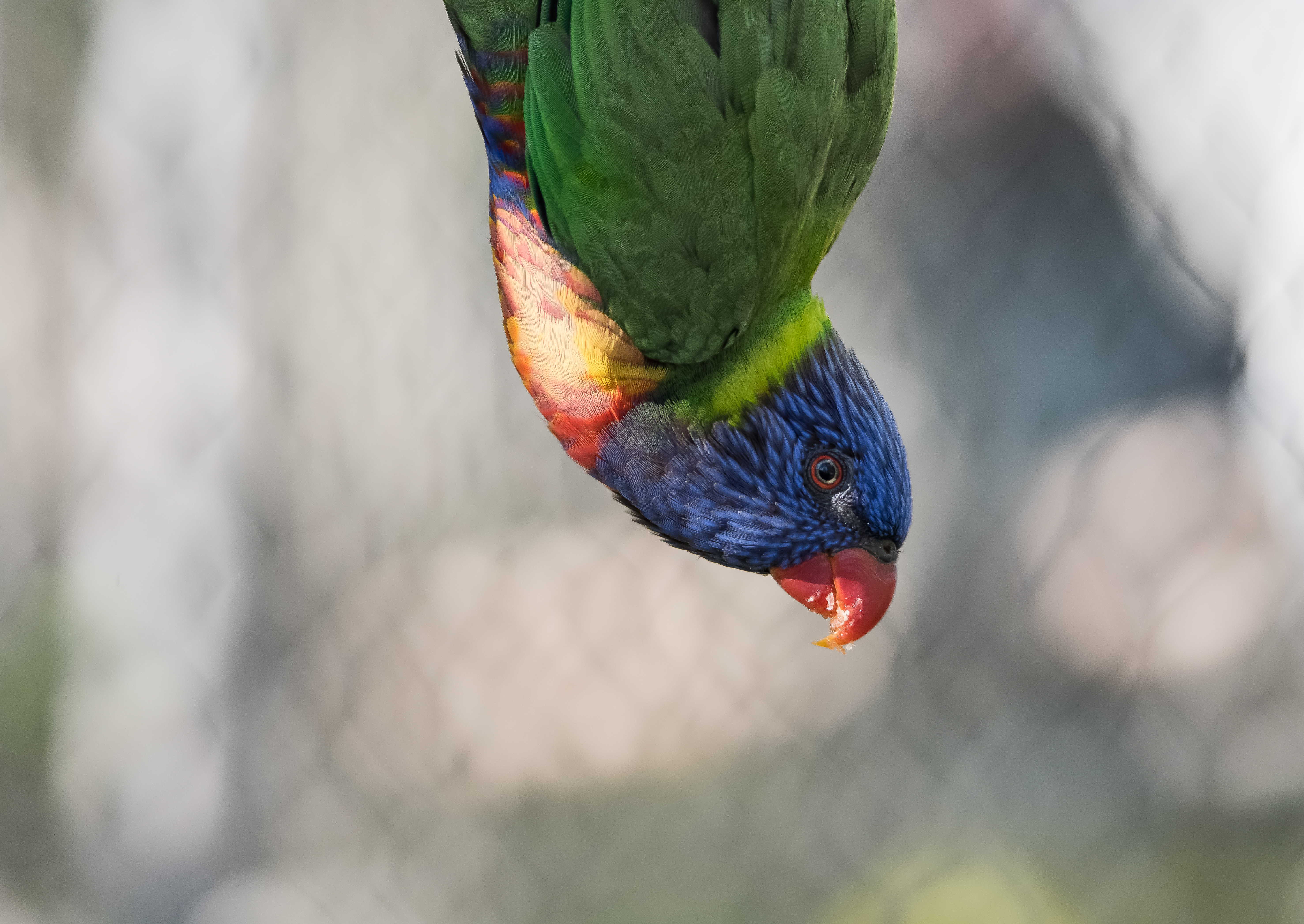 Laden Sie das Motley, Feder, Vogel, Tiere, Papageien, Mehrfarbig-Bild kostenlos auf Ihren PC-Desktop herunter