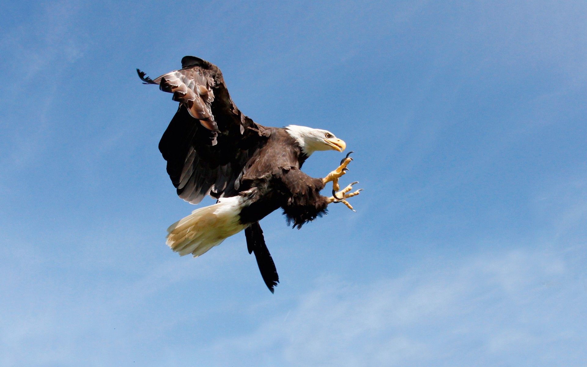Laden Sie das Sky, Vogel, Raubtier, Tiere, Predator, Jagd, Adler-Bild kostenlos auf Ihren PC-Desktop herunter