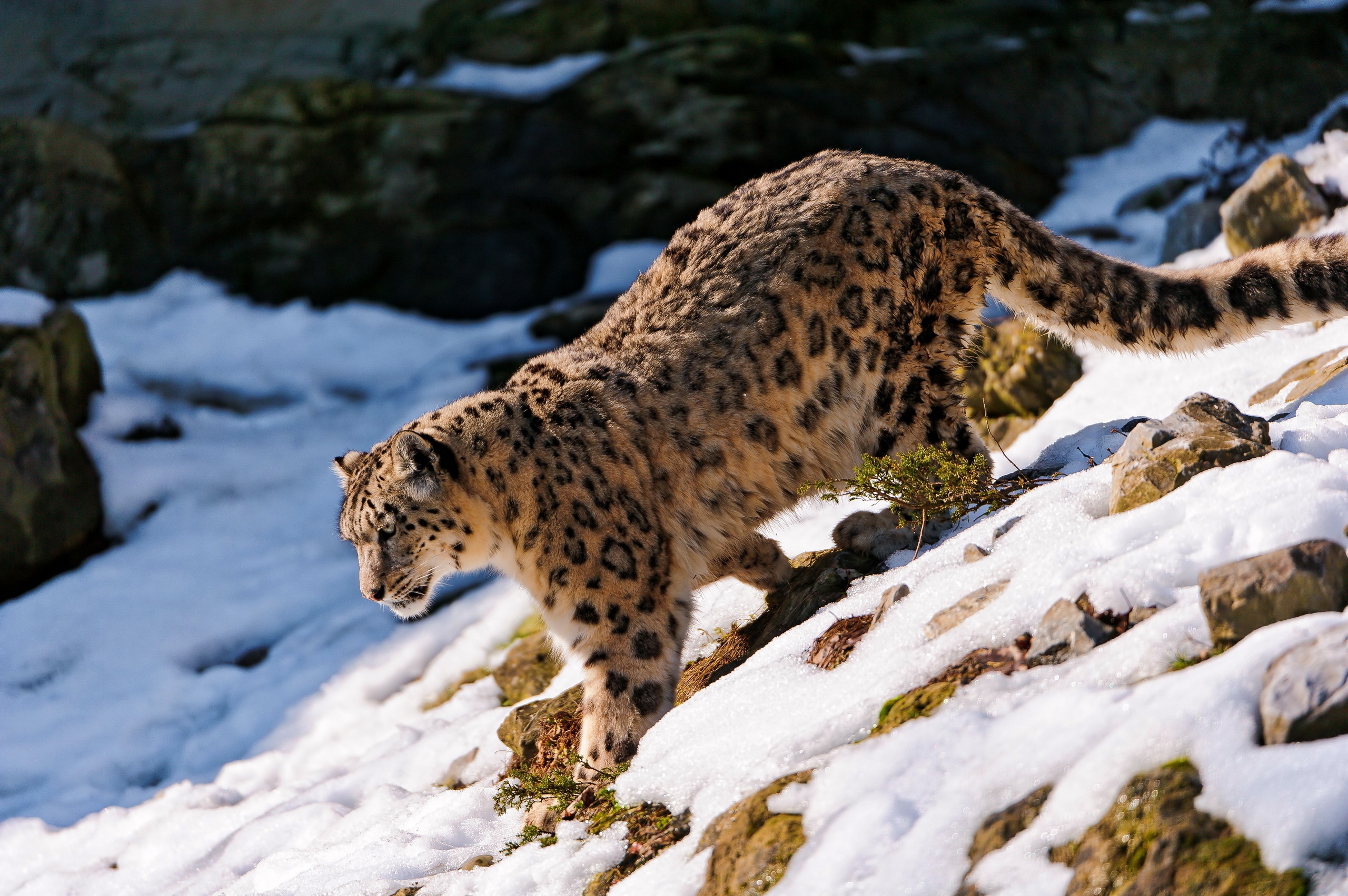 130364 Hintergrundbild herunterladen schneeleopard, tiere, schnee, wald, bummel, spaziergang, abstammung, abstieg - Bildschirmschoner und Bilder kostenlos