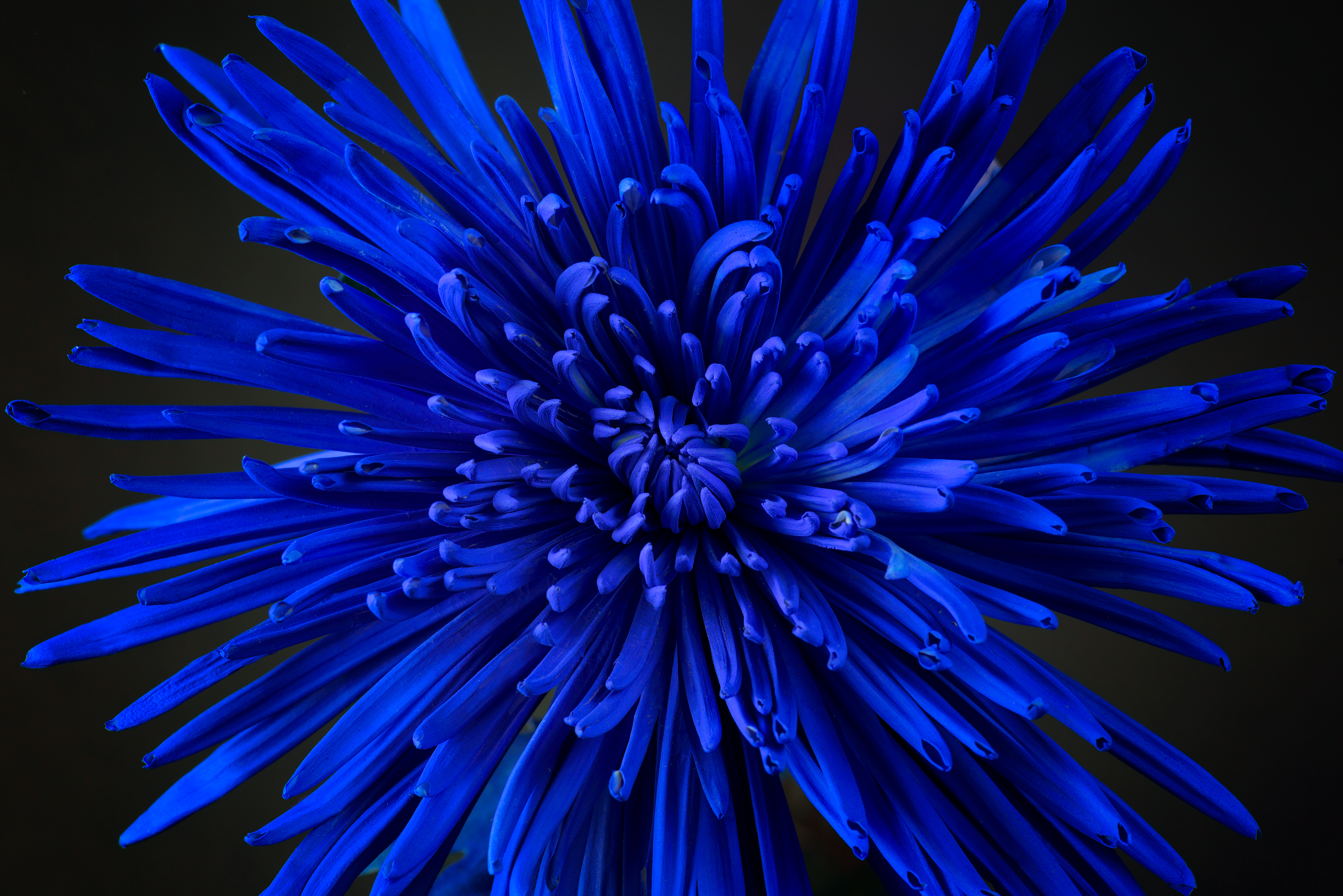 62206壁紙のダウンロード青, 花, 大きい, マクロ, 花びら, つぼみ, 蕾, 青い-スクリーンセーバーと写真を無料で