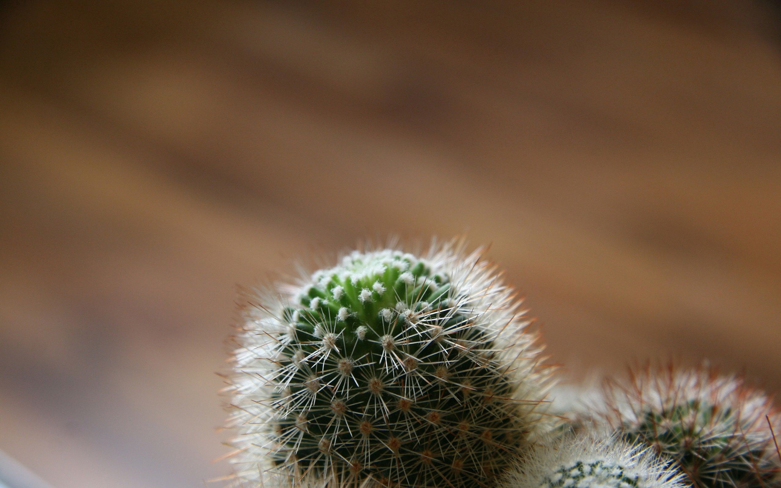 white, green, macro, barbed, spiny, cactus Phone Background
