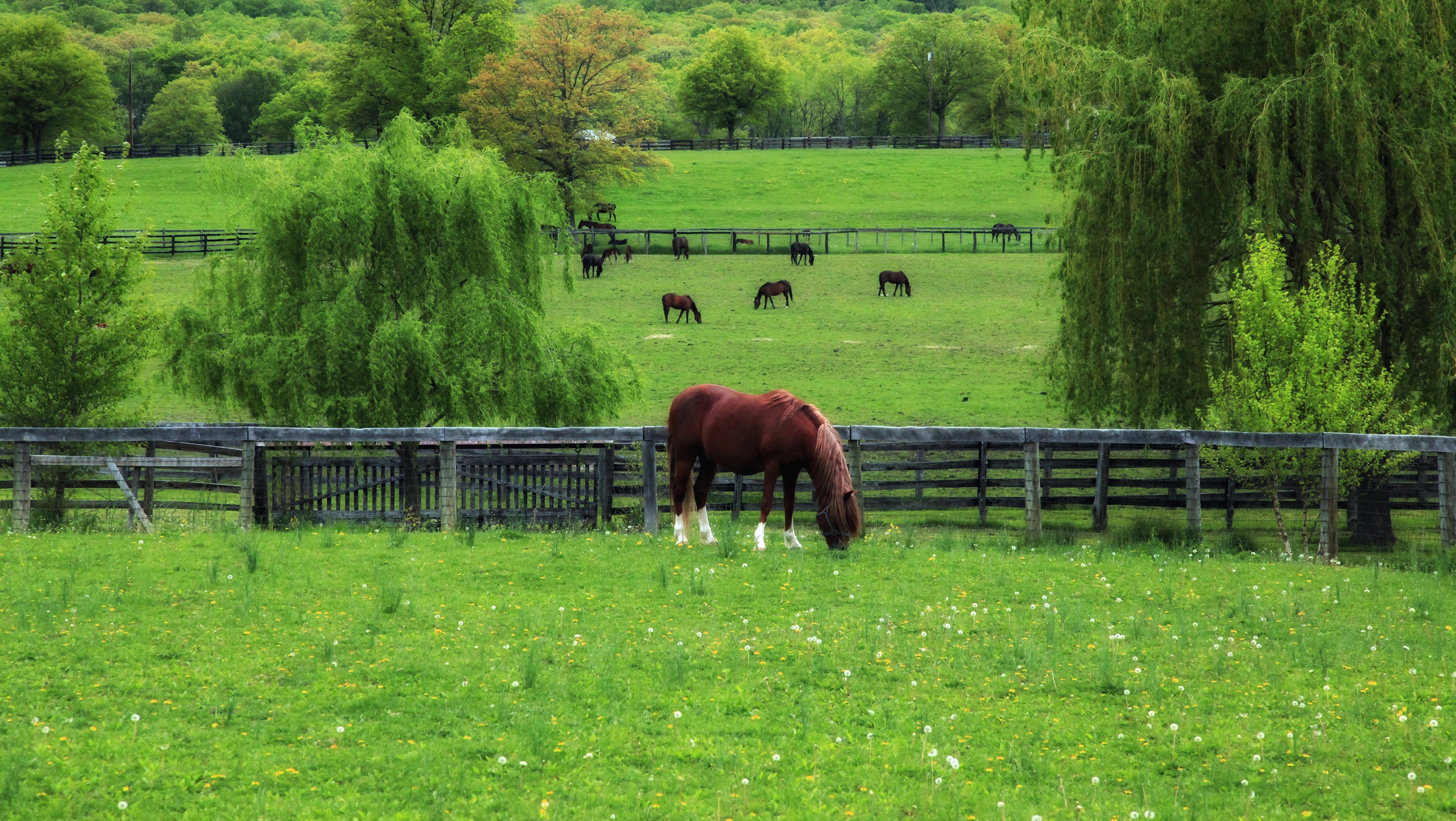 Full HD Wallpaper animals, trees, grass, horse, corral