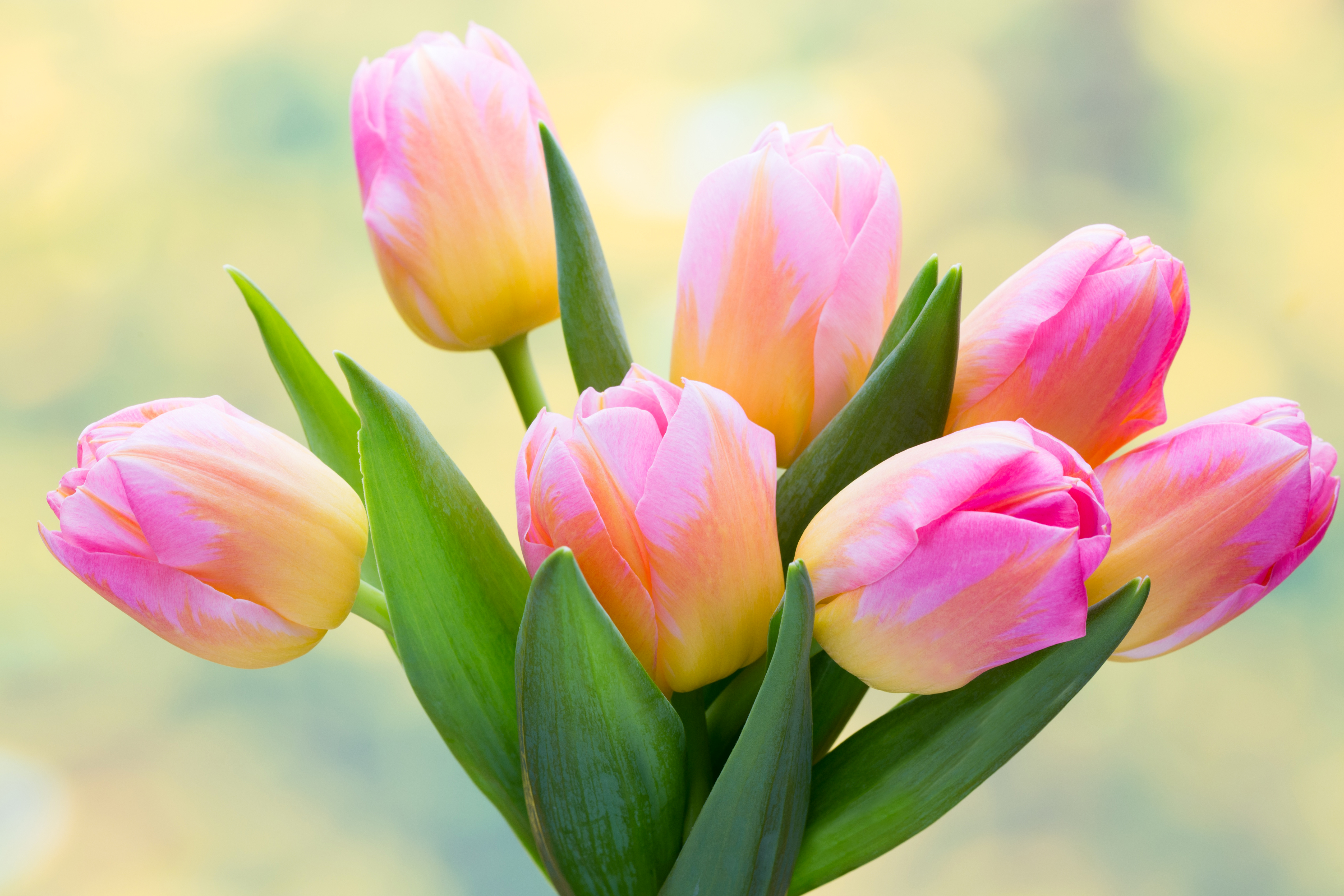 фото красивых цветов тюльпанов