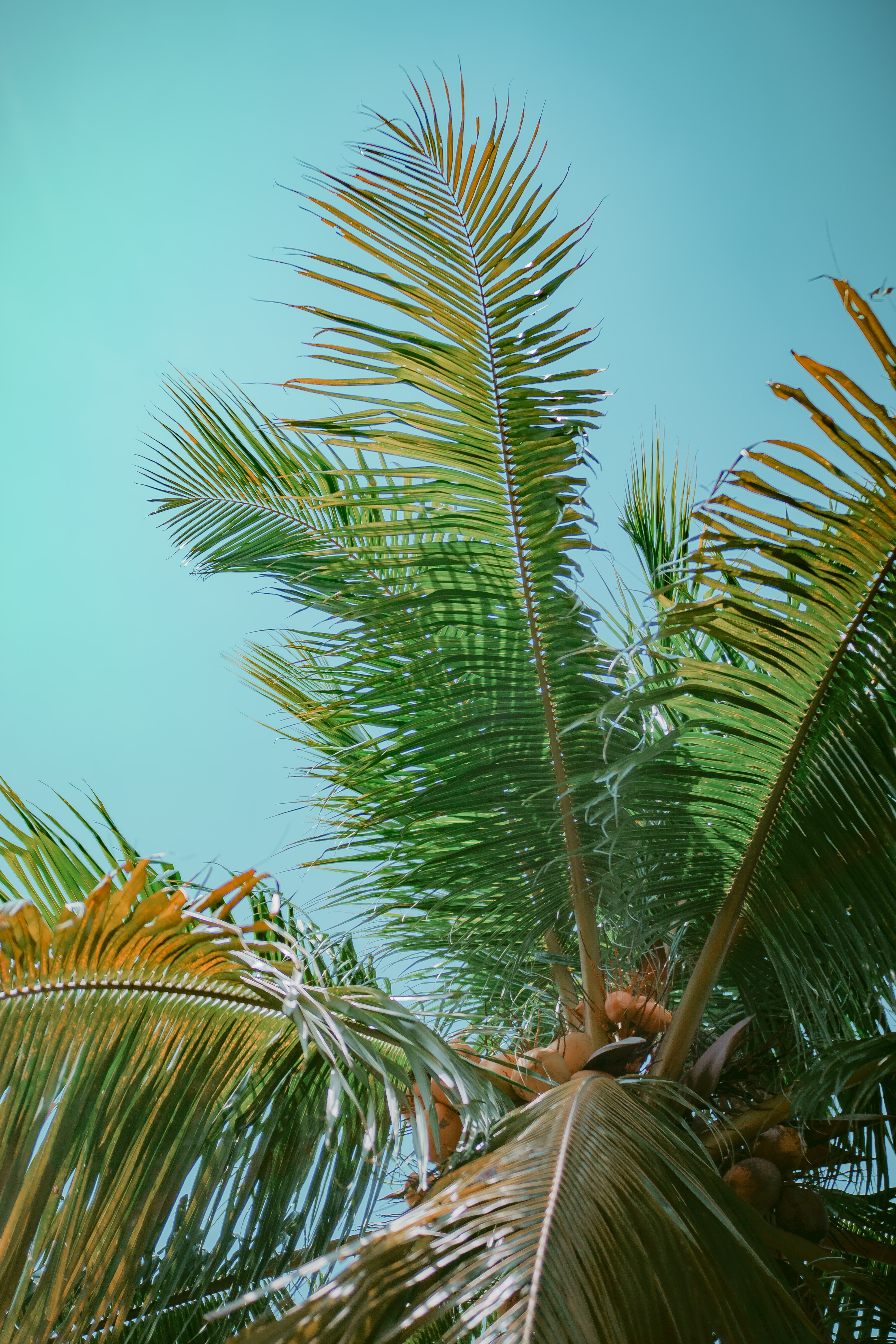Handy-Wallpaper Baum, Palm, Geäst, Zweige, Untersicht, Untere Ansicht, Sky, Blätter, Holz, Natur, Palme kostenlos herunterladen.
