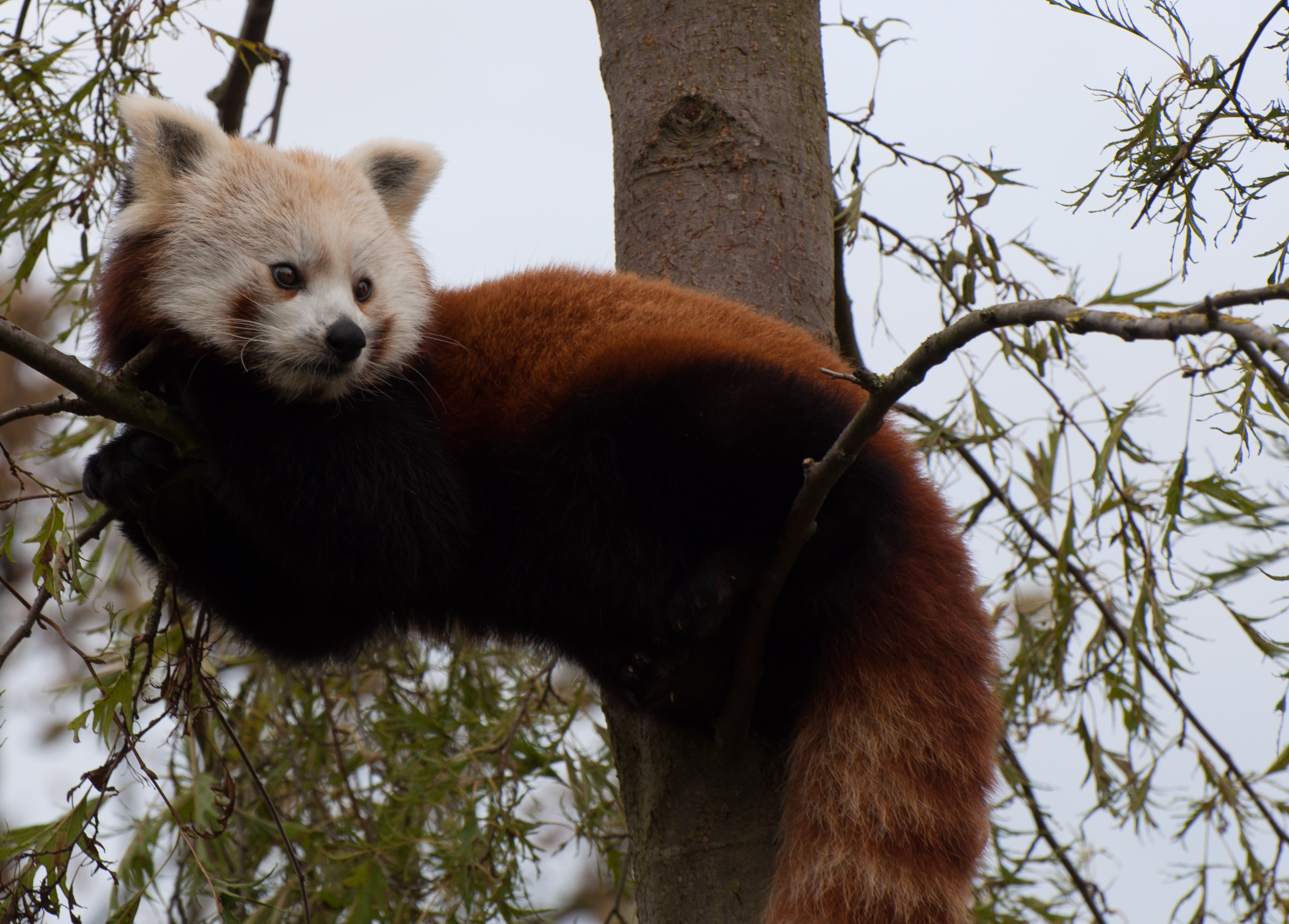 Download mobile wallpaper Muzzle, Sweetheart, Animals, Nice, Animal, Red Panda for free.