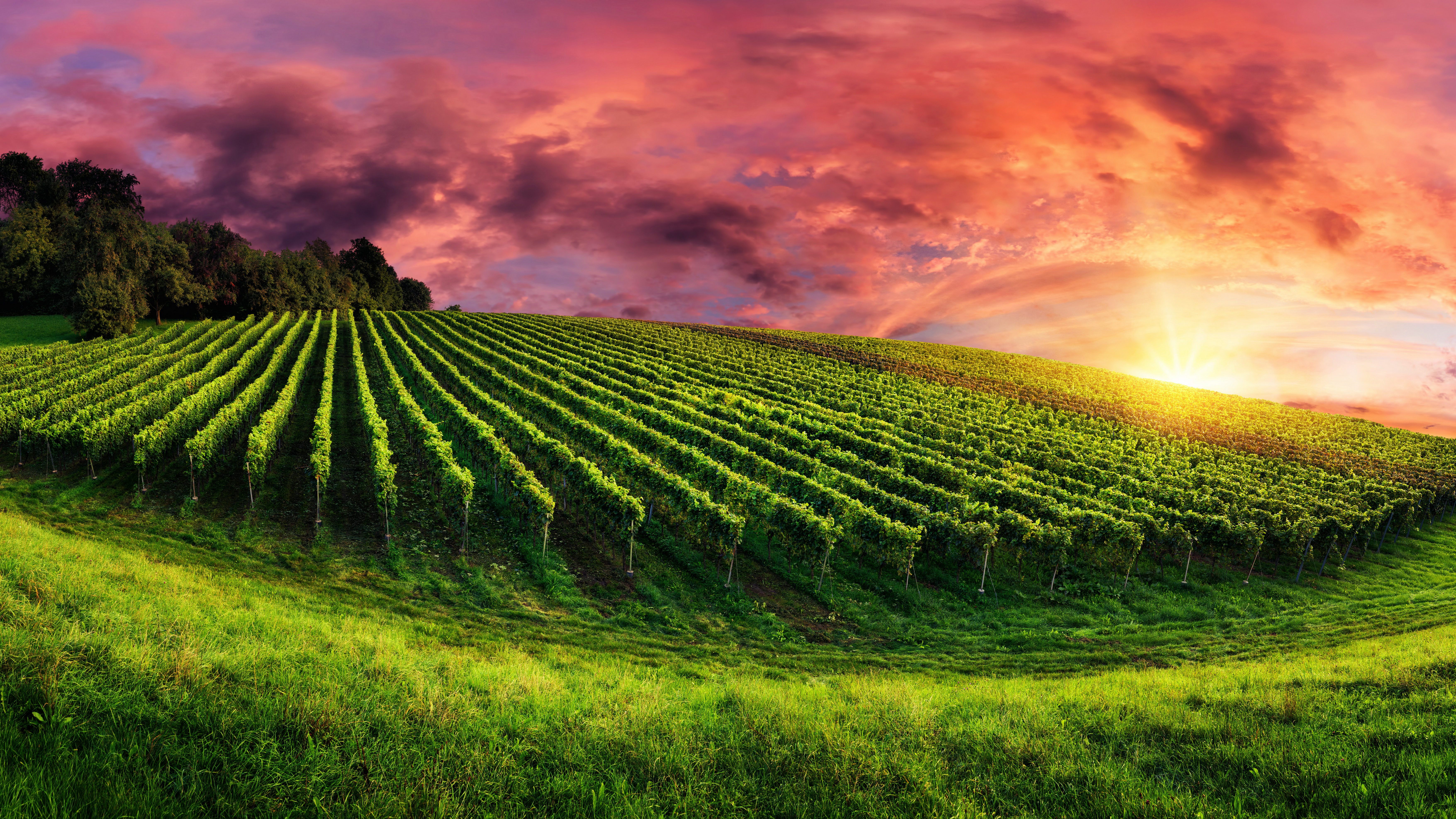 man made, vineyard, field, sky
