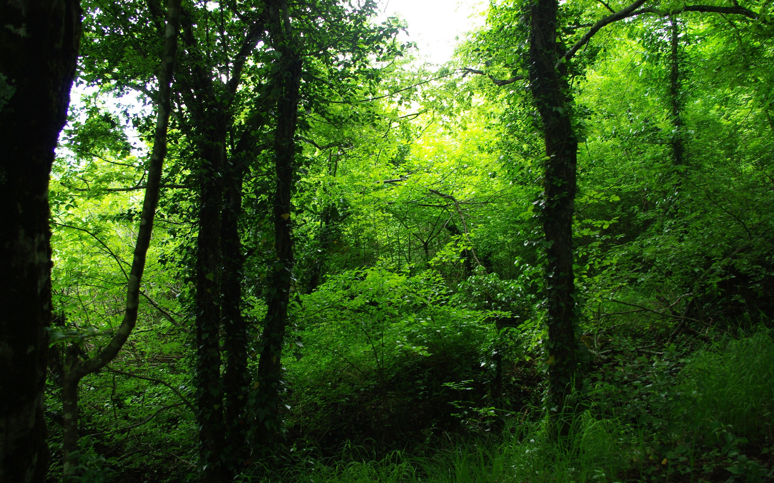 Кельтские широколиственные леса Ирландии
