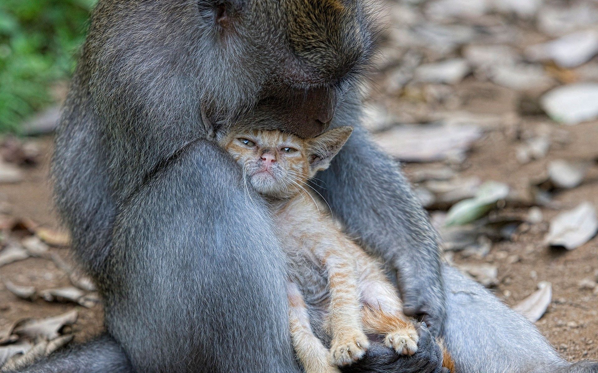 Free download wallpaper Care, Embrace, Animals, Monkey, Cat on your PC desktop