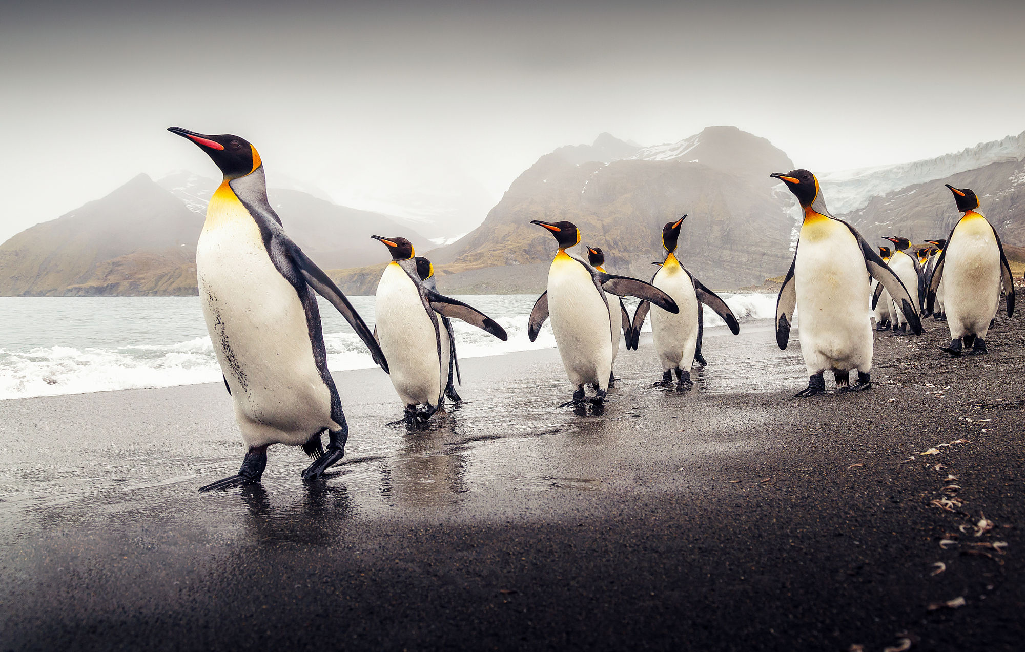 Free download wallpaper Birds, Animal, Penguin, King Penguin on your PC desktop