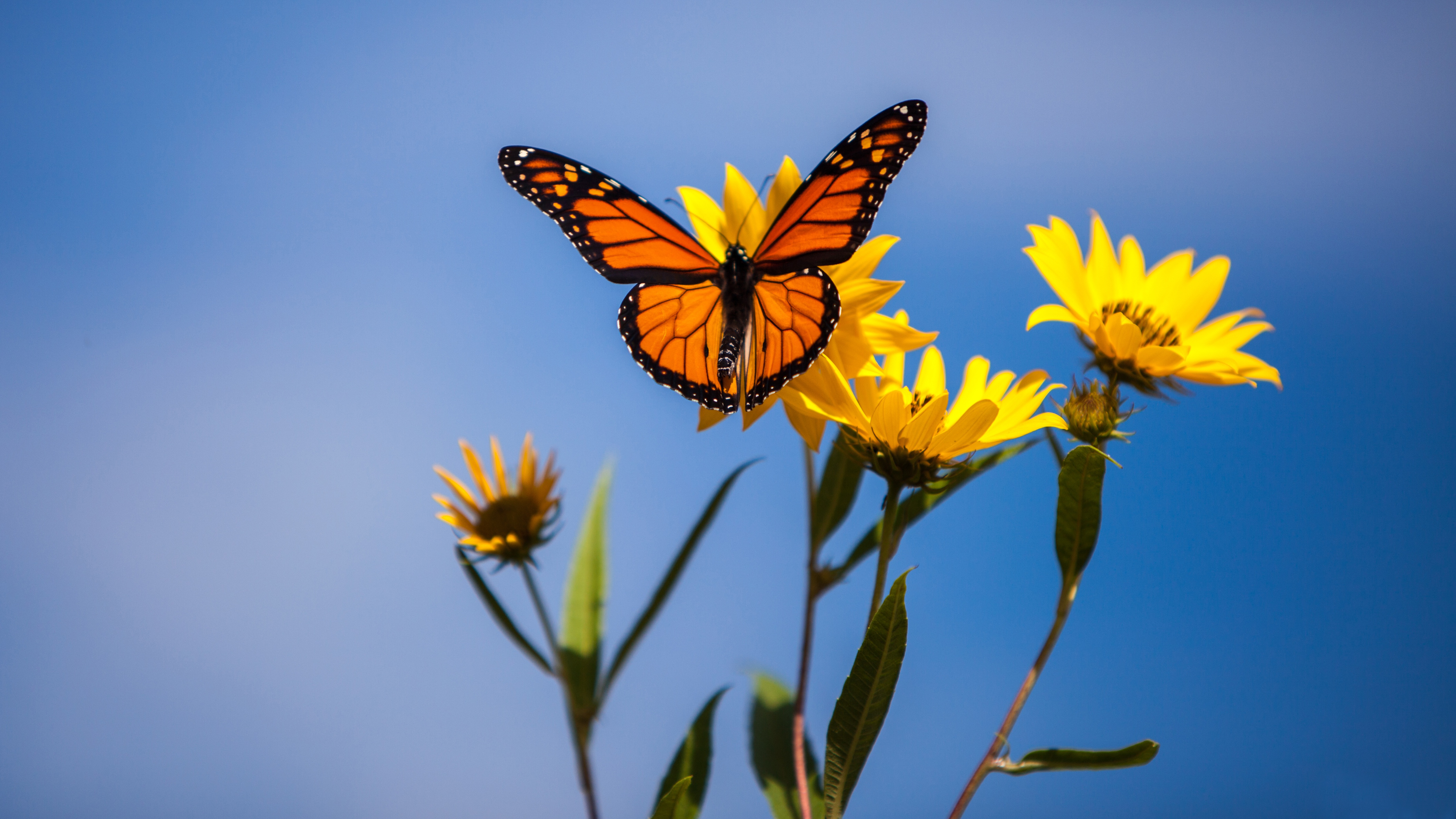 Free HD animal, butterfly, flower, insect, macro, monarch butterfly