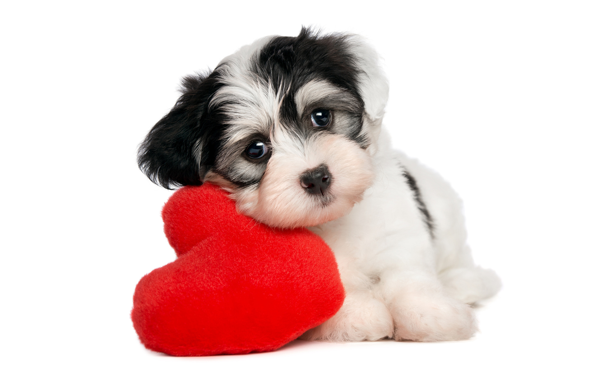 301099 baixar papel de parede cães, animais, coração, cão, fofo, filhote - protetores de tela e imagens gratuitamente