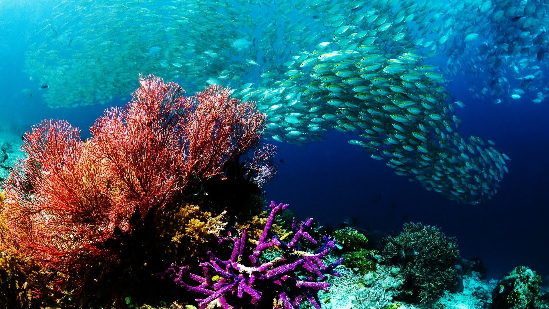 coral, animal, fish, reef, underwater Aesthetic wallpaper