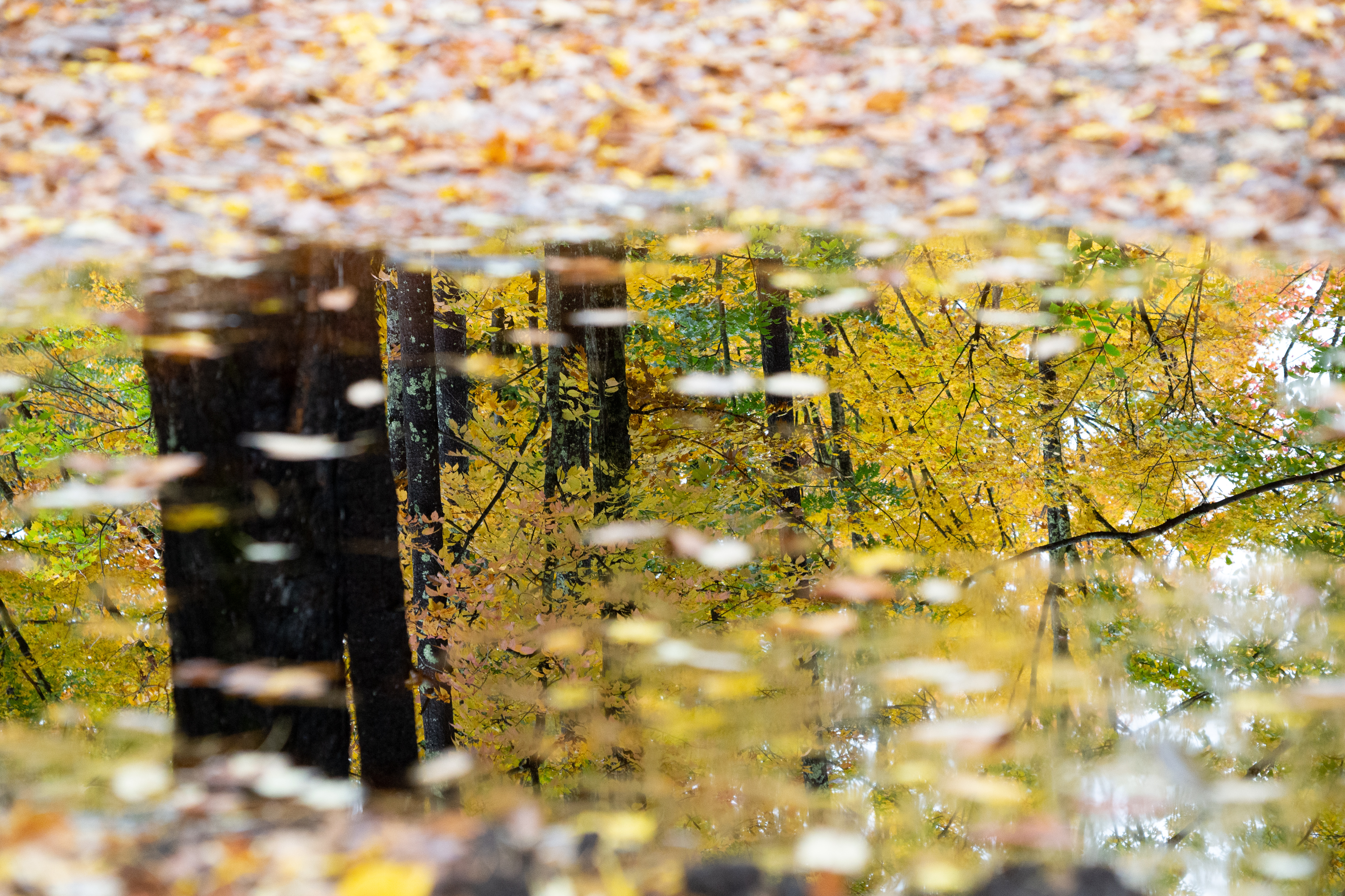 112317画像をダウンロード自然, 木, 秋, 反射, 水たまり, 水溜り-壁紙とスクリーンセーバーを無料で