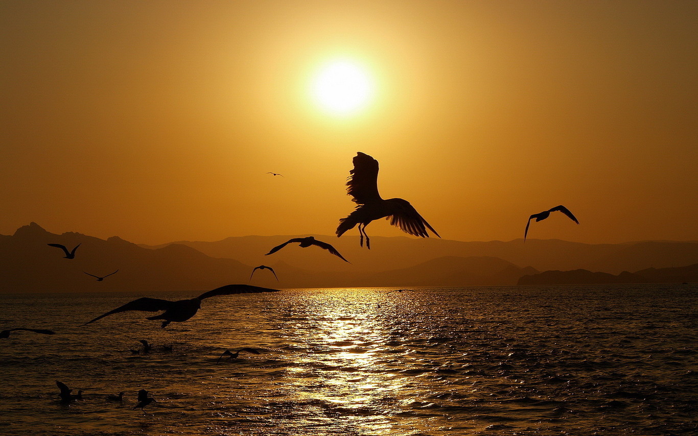 39763 Bild herunterladen tiere, vögel, seagulls - Hintergrundbilder und Bildschirmschoner kostenlos