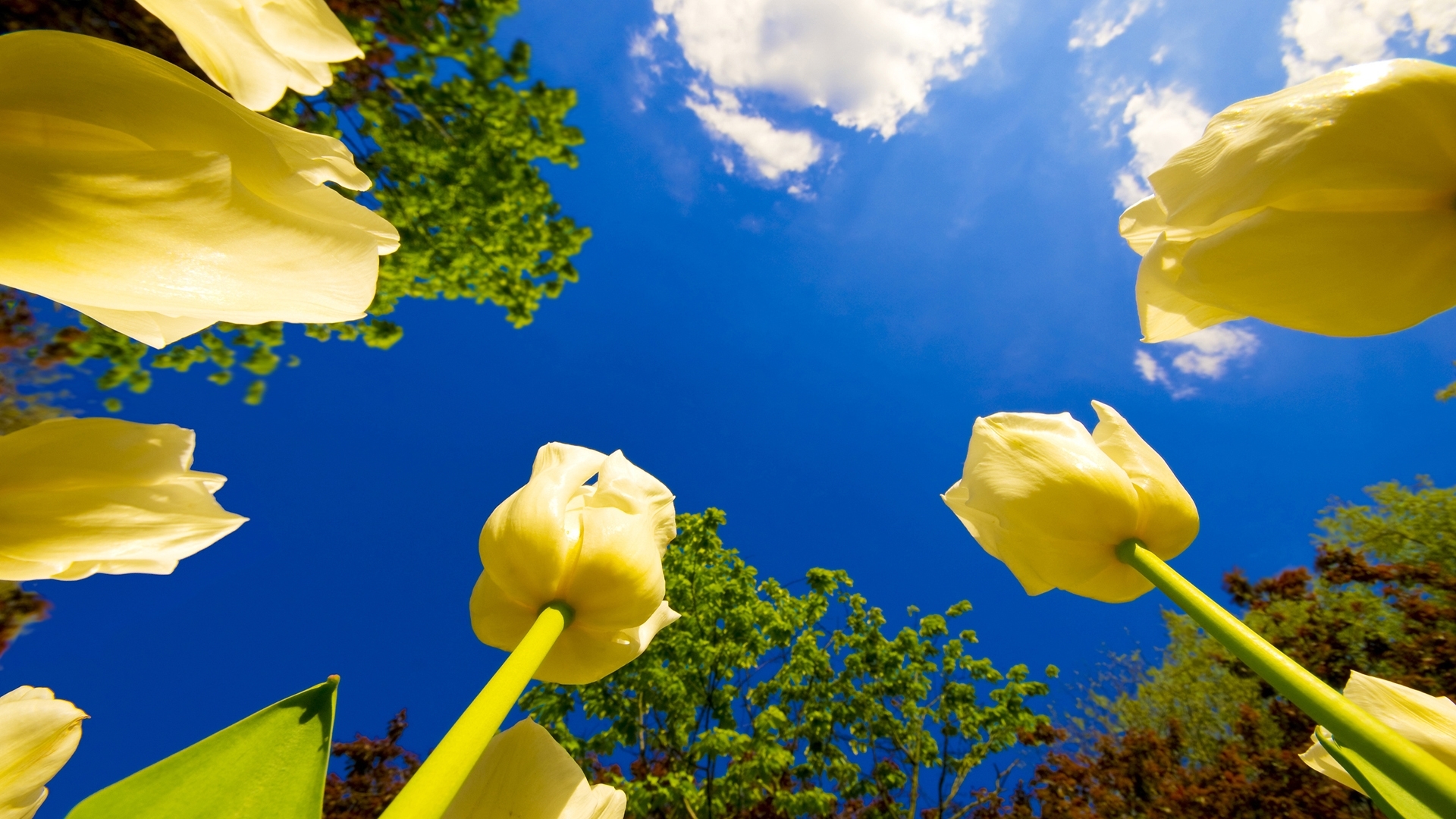 43006 baixar imagens plantas, flores, tulipas, azul - papéis de parede e protetores de tela gratuitamente