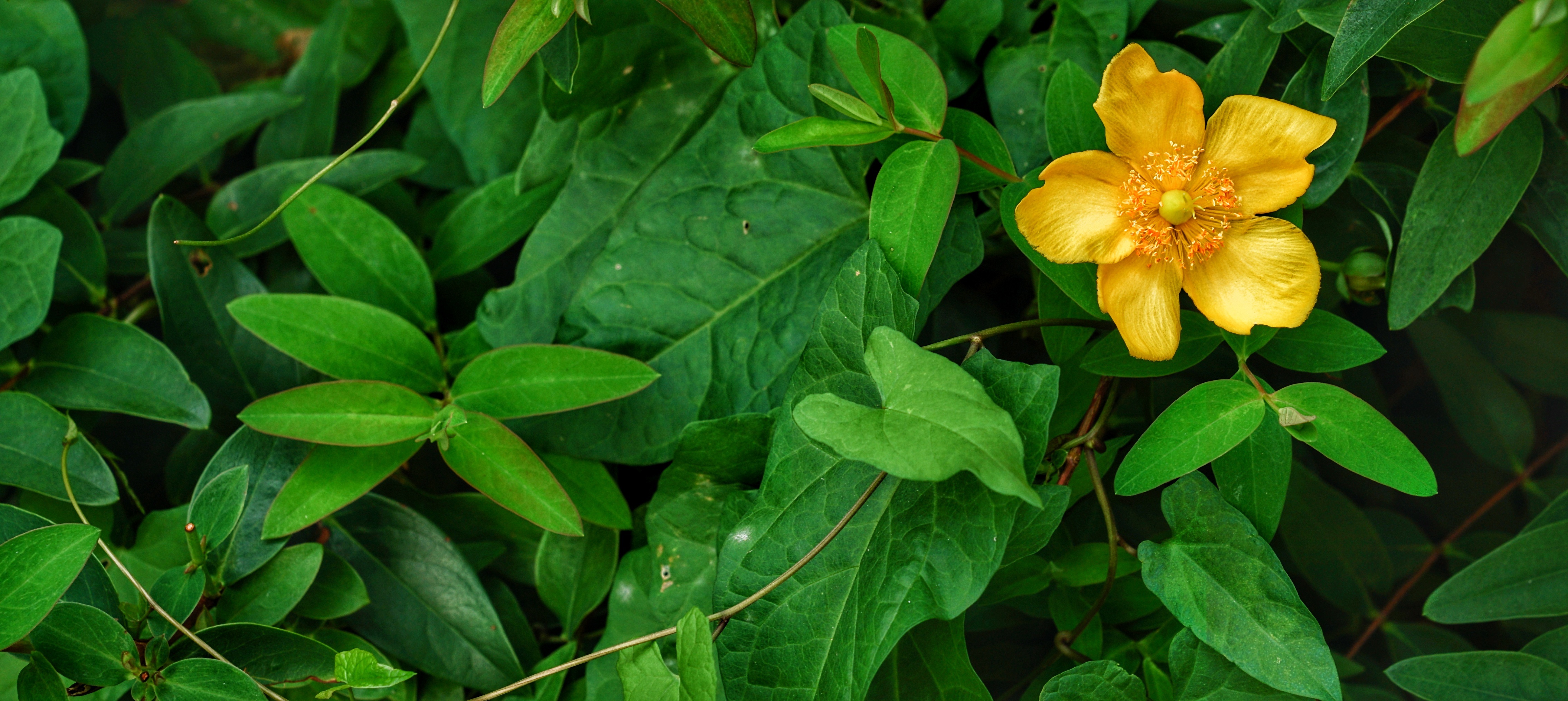 Laden Sie das Blätter, Anemone, Blume, Blumen-Bild kostenlos auf Ihren PC-Desktop herunter