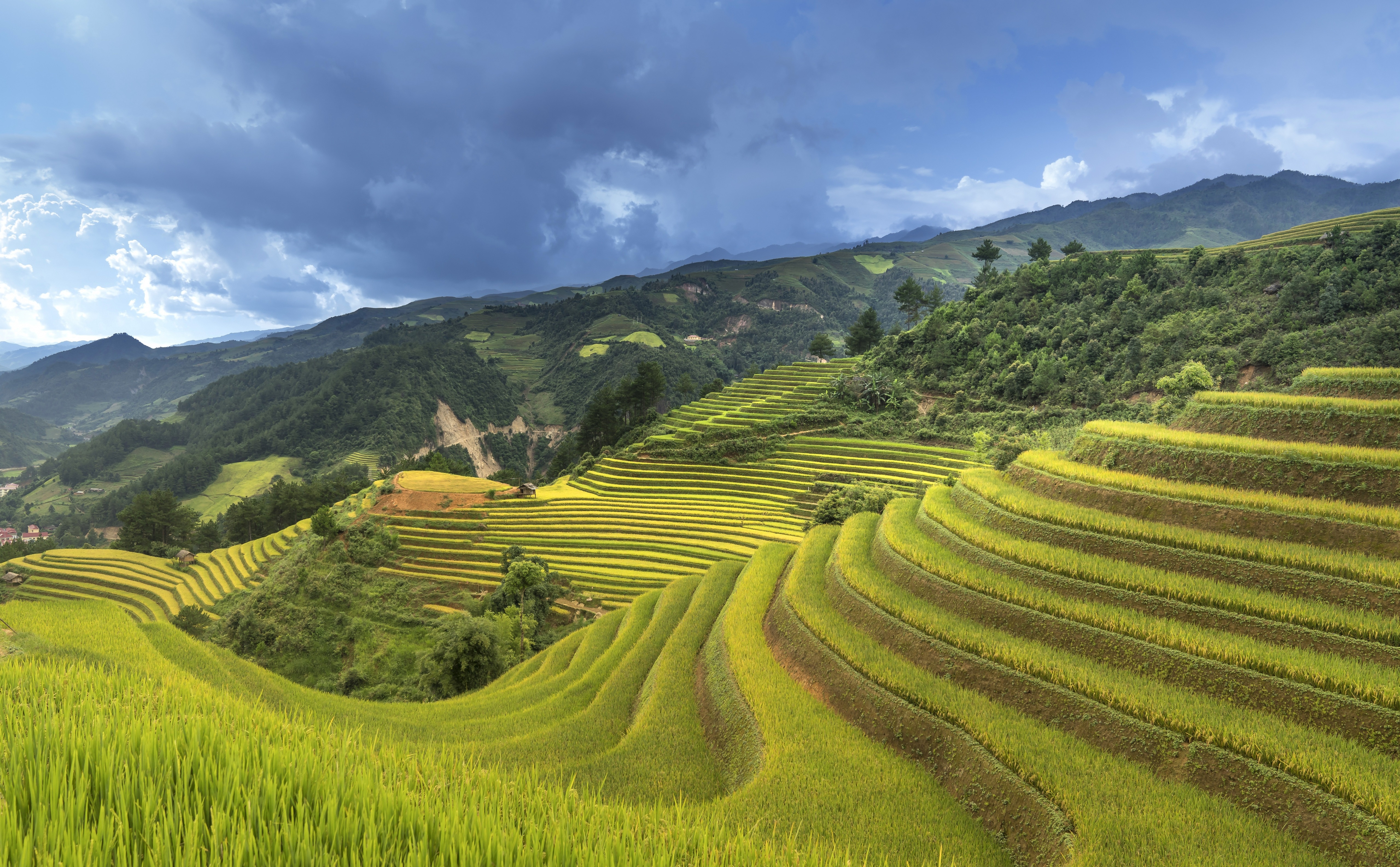 Рис холмы. Вьетнам рисовые плантации. Рисовые поля Вьетнам. Рисовые поля Аньхой. Террасирование в Китае.