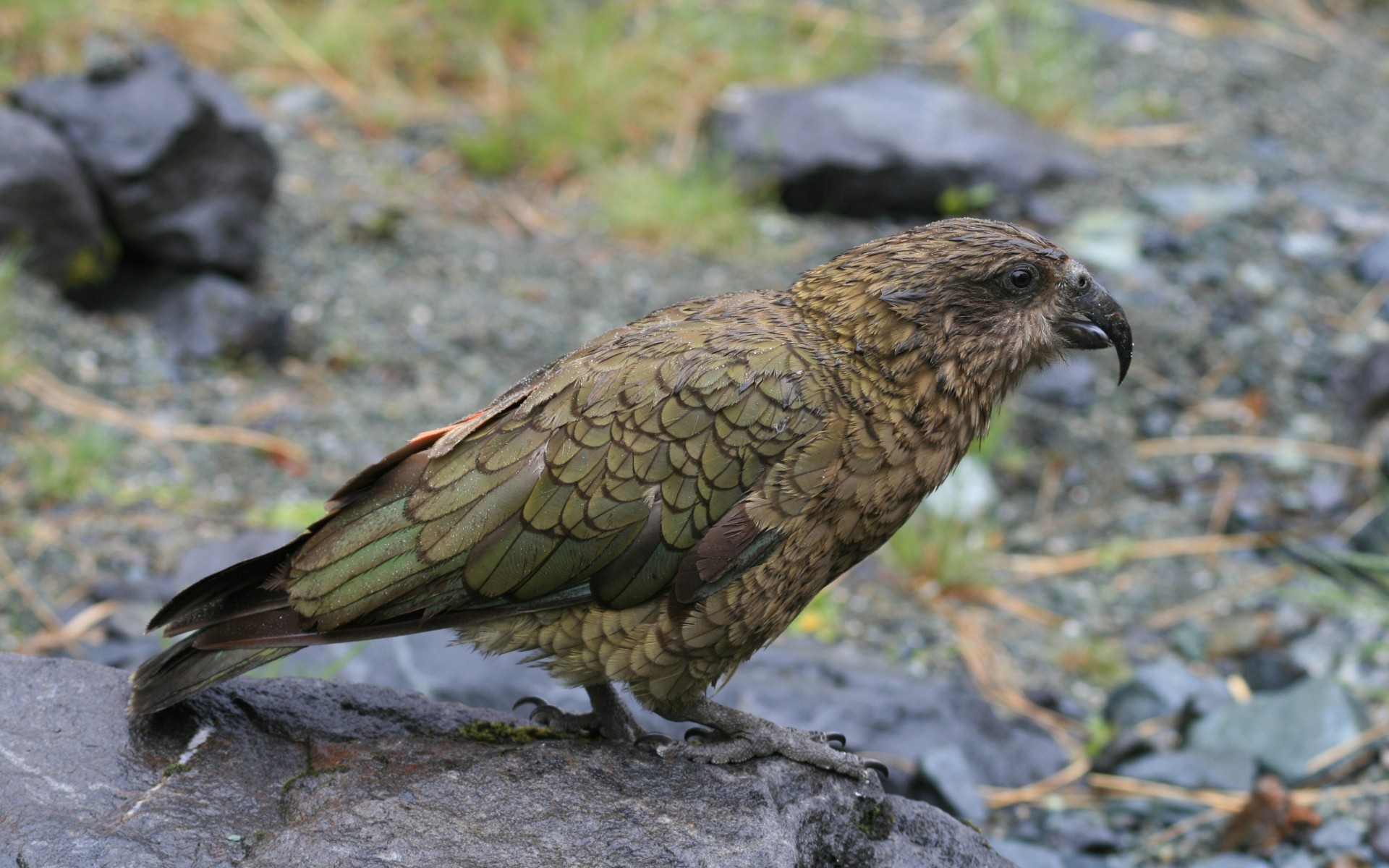 animal, kea, birds Smartphone Background