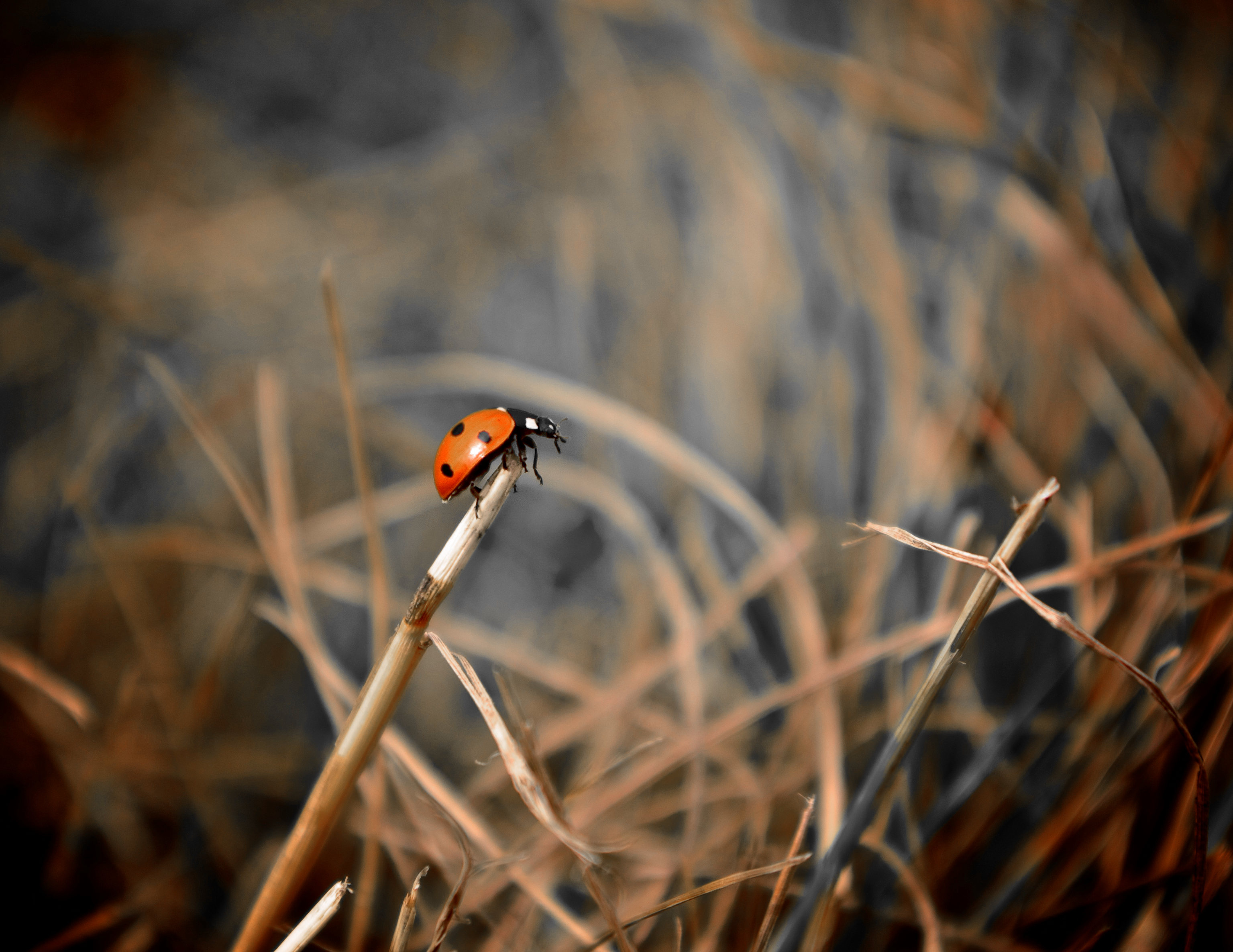 150184 Hintergrundbild herunterladen tiere, grass, marienkäfer, makro, ladybird, fokus - Bildschirmschoner und Bilder kostenlos