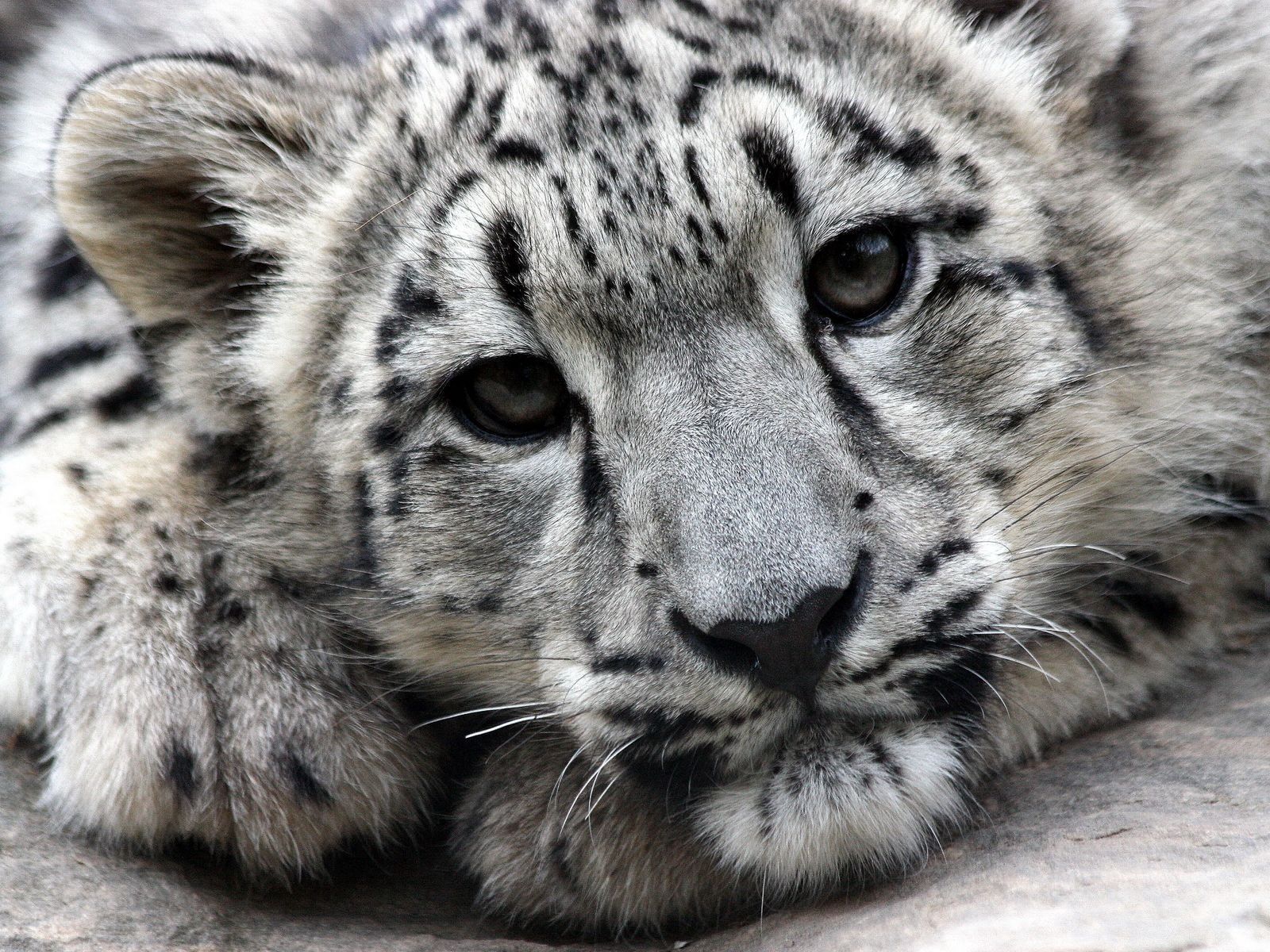 112970 télécharger le fond d'écran snow leopard, animaux, museau, muselière, prédateur - économiseurs d'écran et images gratuitement
