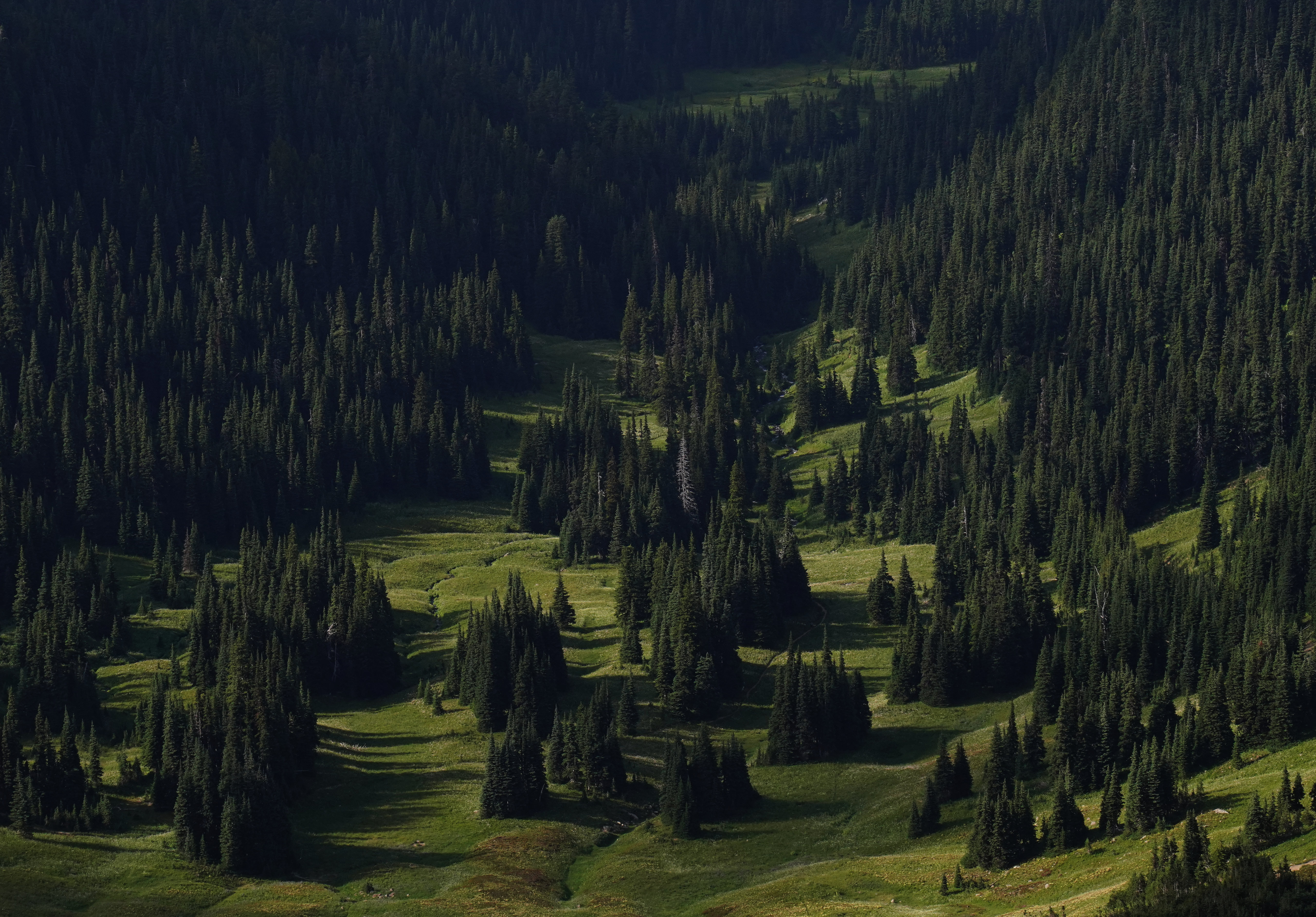 trees, spruce, nature, grass, forest, fir, slope QHD