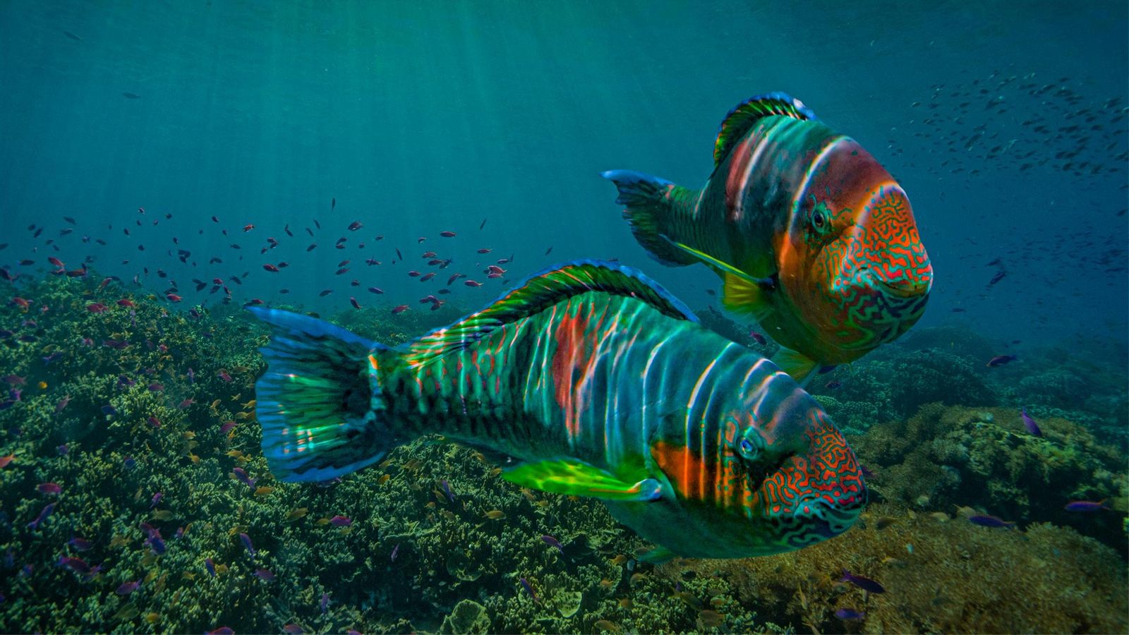 Parrotfish wallpapers for desktop, download free Parrotfish pictures