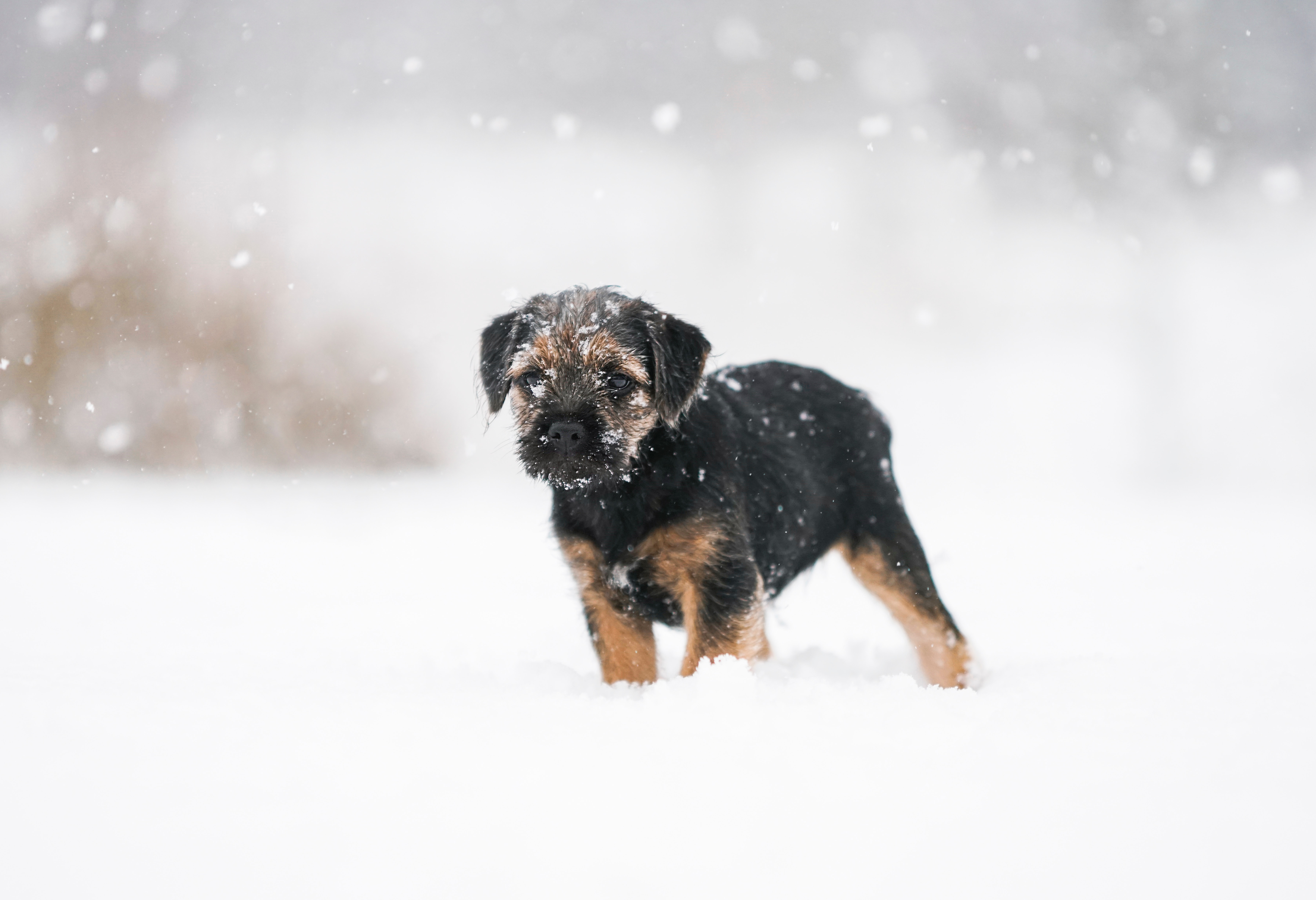 Laden Sie das Haustier, Hündchen, Schnee, Welpen, Tiere, Hund-Bild kostenlos auf Ihren PC-Desktop herunter