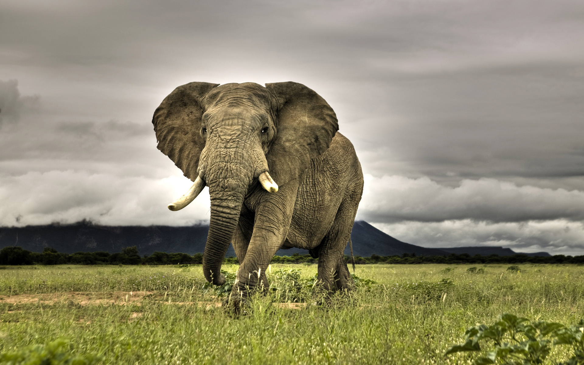 Завантажити шпалери Слони на телефон безкоштовно