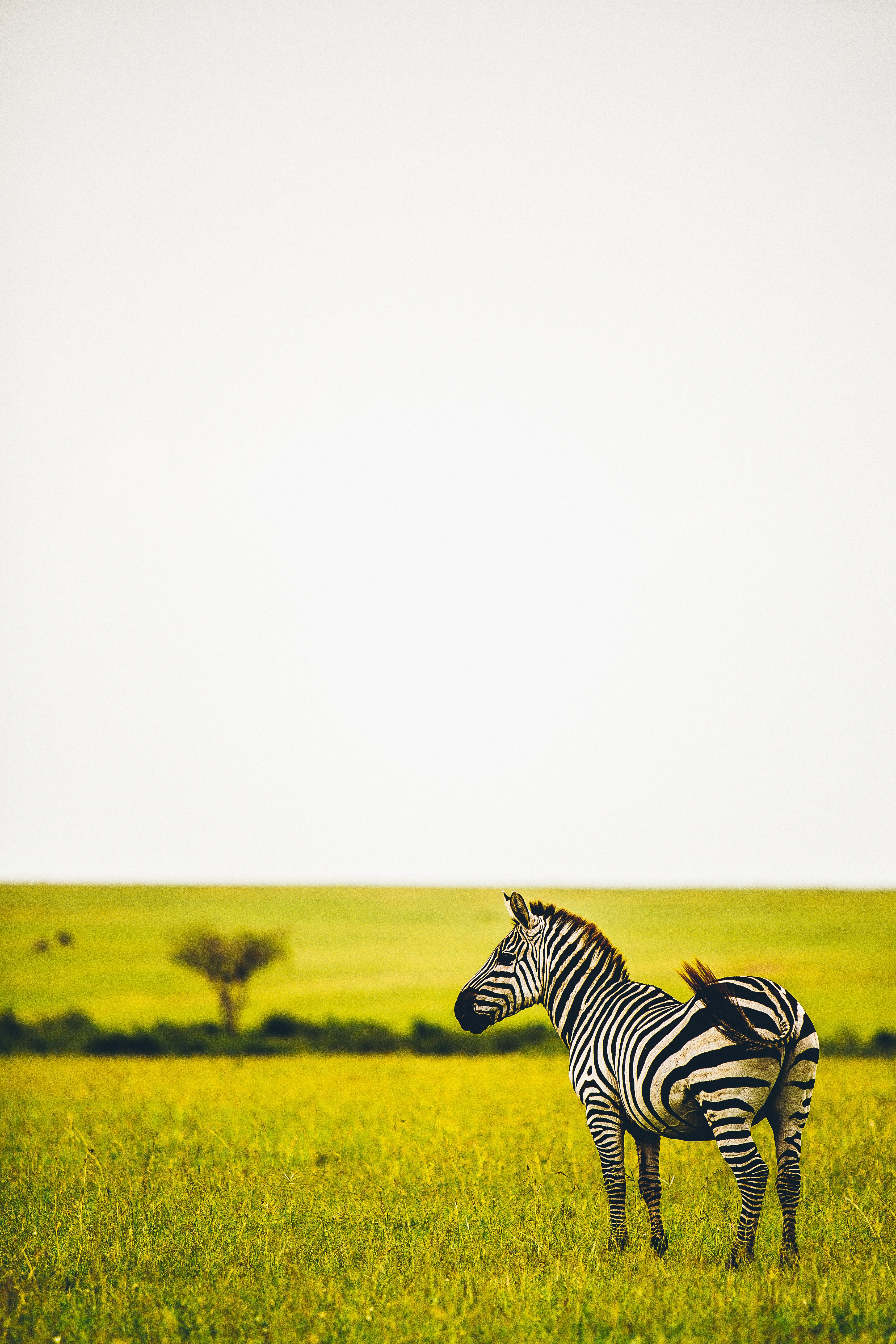 vertical wallpaper zebra, wildlife, animals, grass, savanna, greens, striped, animal