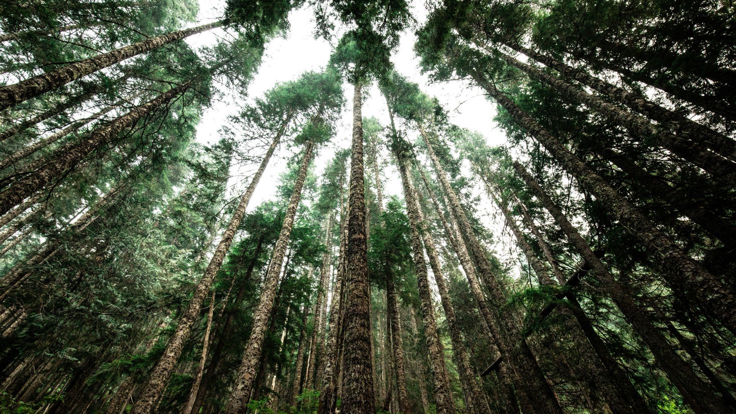 Lots of trees. Секвойя парк. Секвойя вечнозелёная. Лес верхушки деревьев. Макушки деревьев.