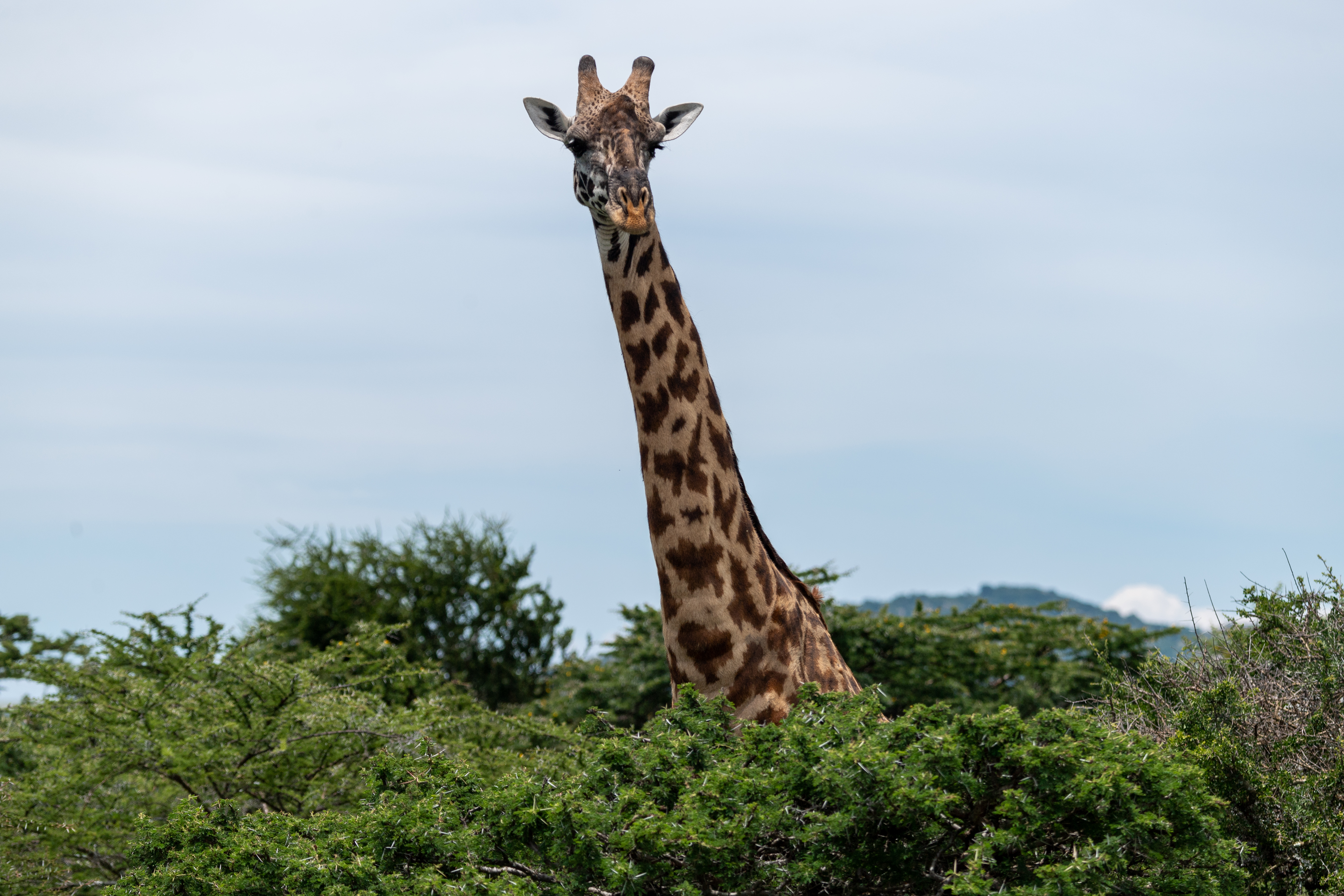 155098 Bild herunterladen tiere, bäume, wilde natur, wildlife, tier, giraffe - Hintergrundbilder und Bildschirmschoner kostenlos