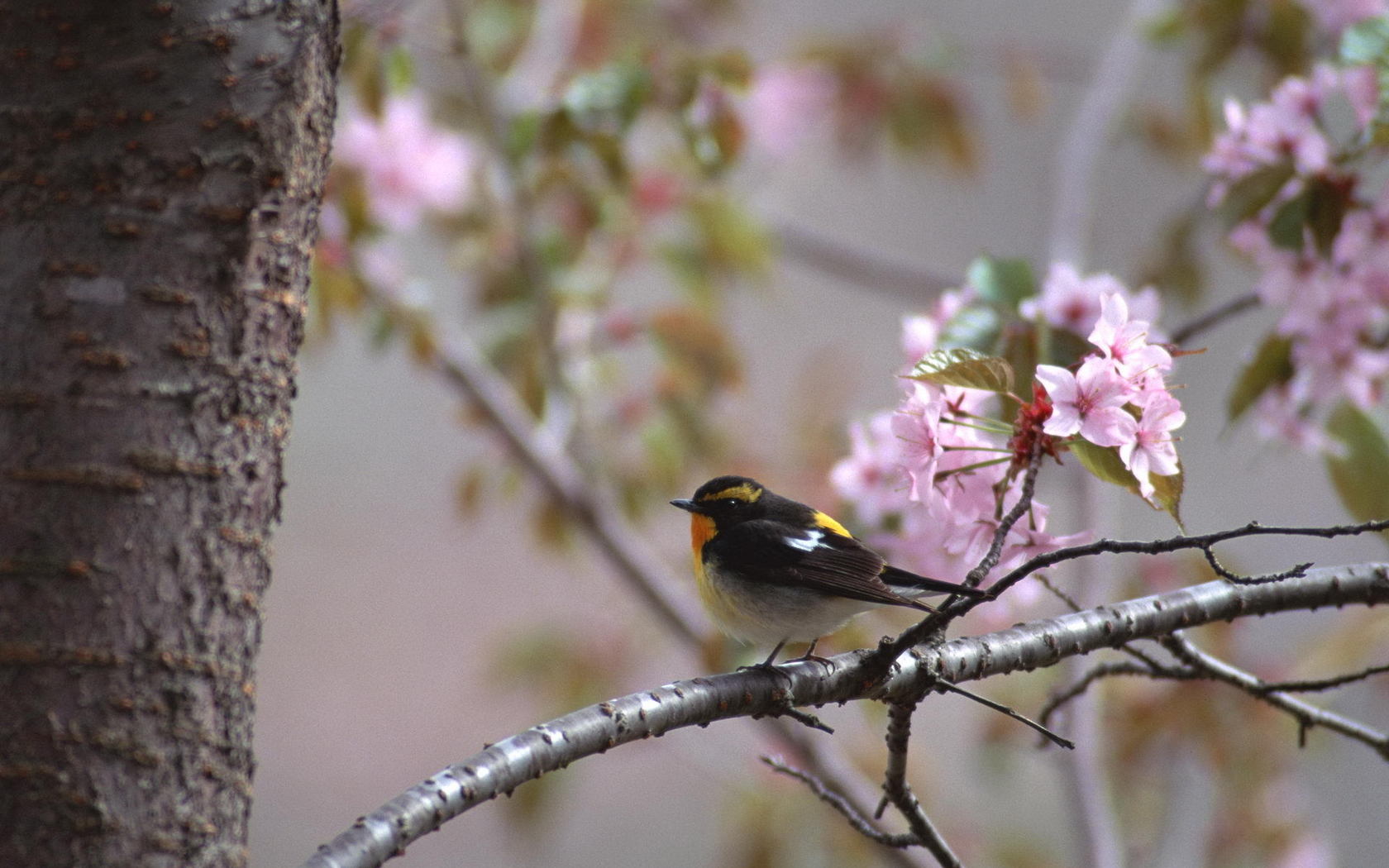 Птицы весной фото. Весенние птицы на аватарку фото. Домино Уральские деревья животные и цветы и птицы.