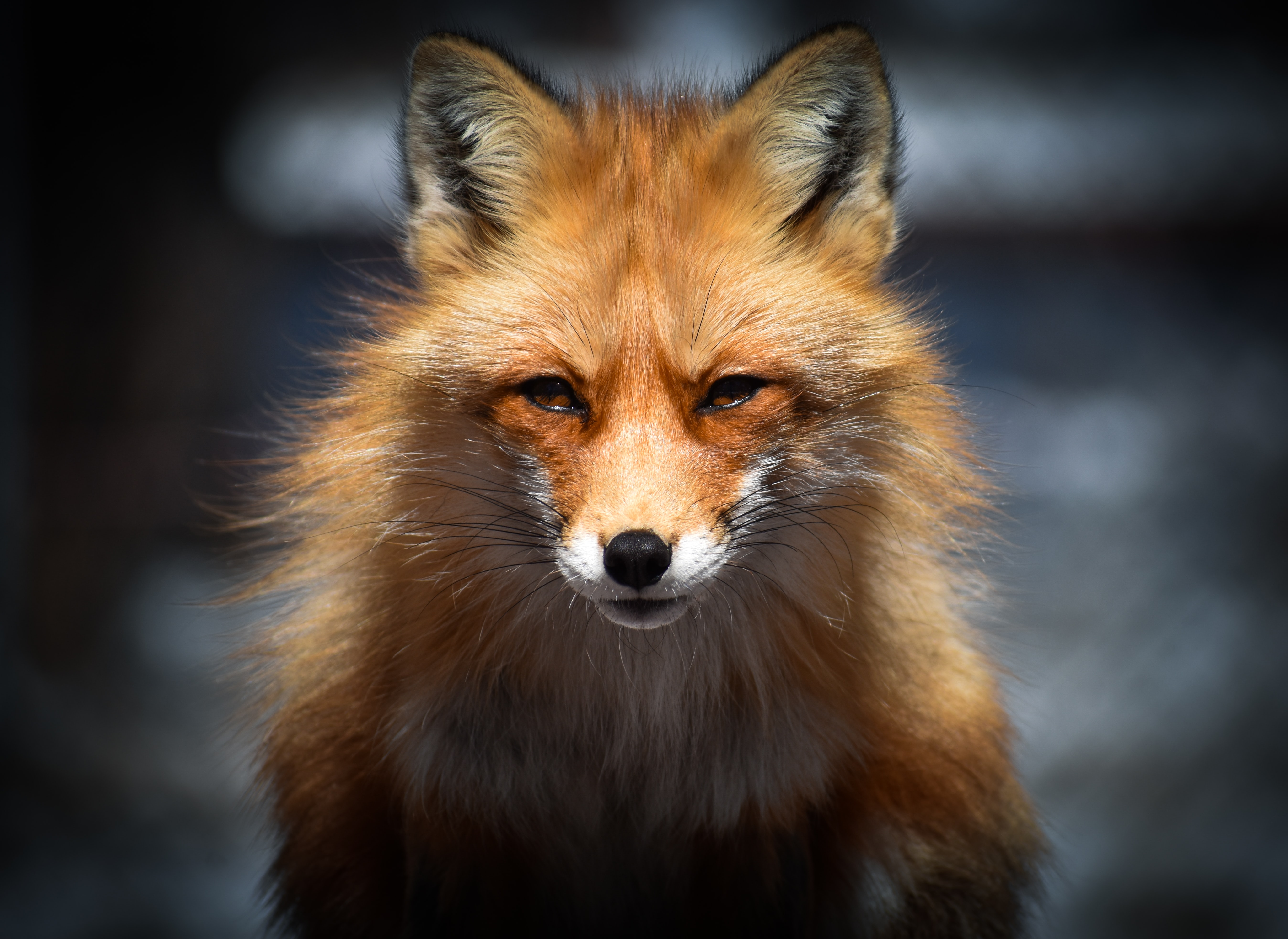 fox, animal, animals, muzzle, predator phone wallpaper