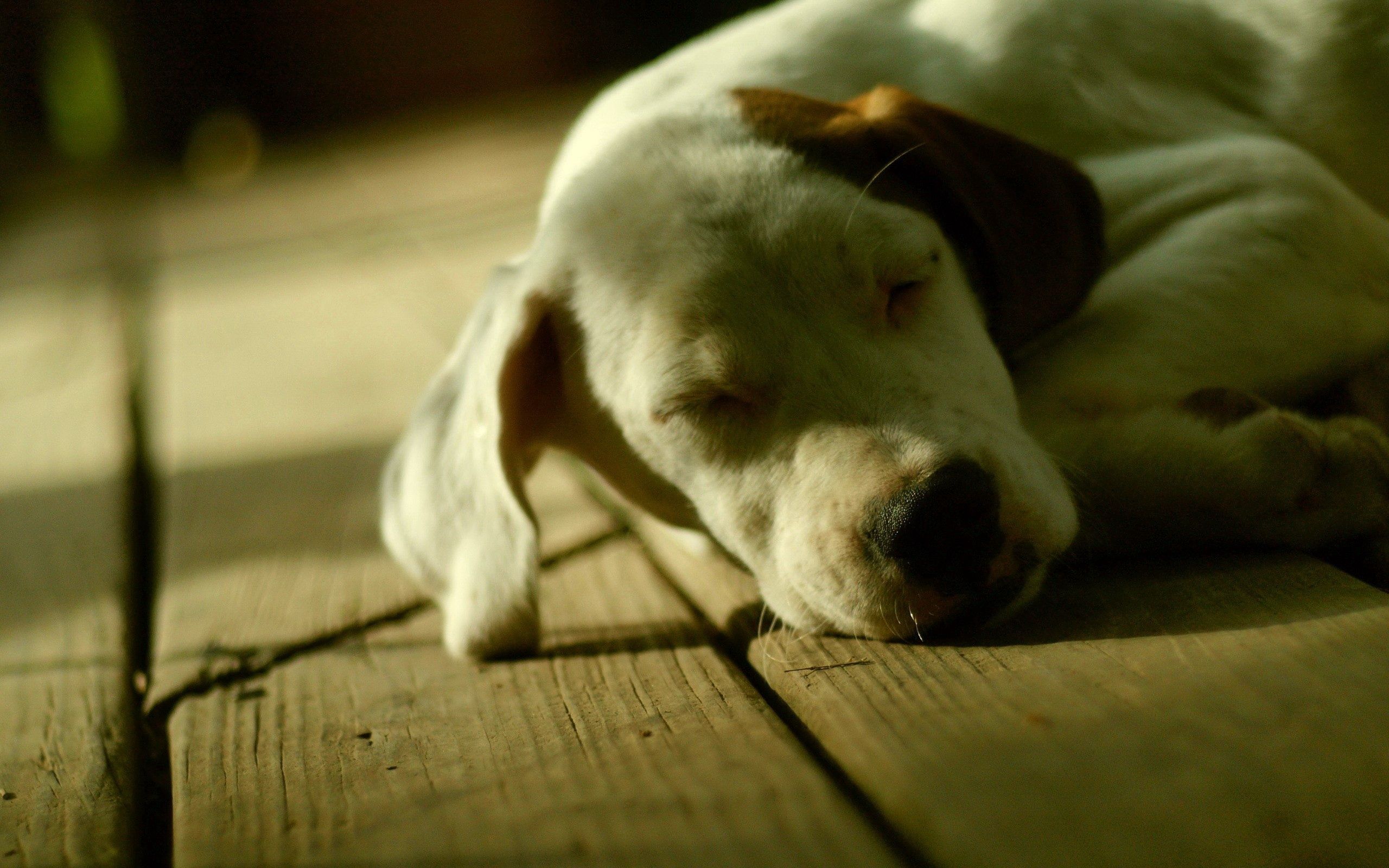 Download mobile wallpaper Muzzle, Sleep, Lie, To Lie Down, Dream, Dog, Animals, Shadow for free.