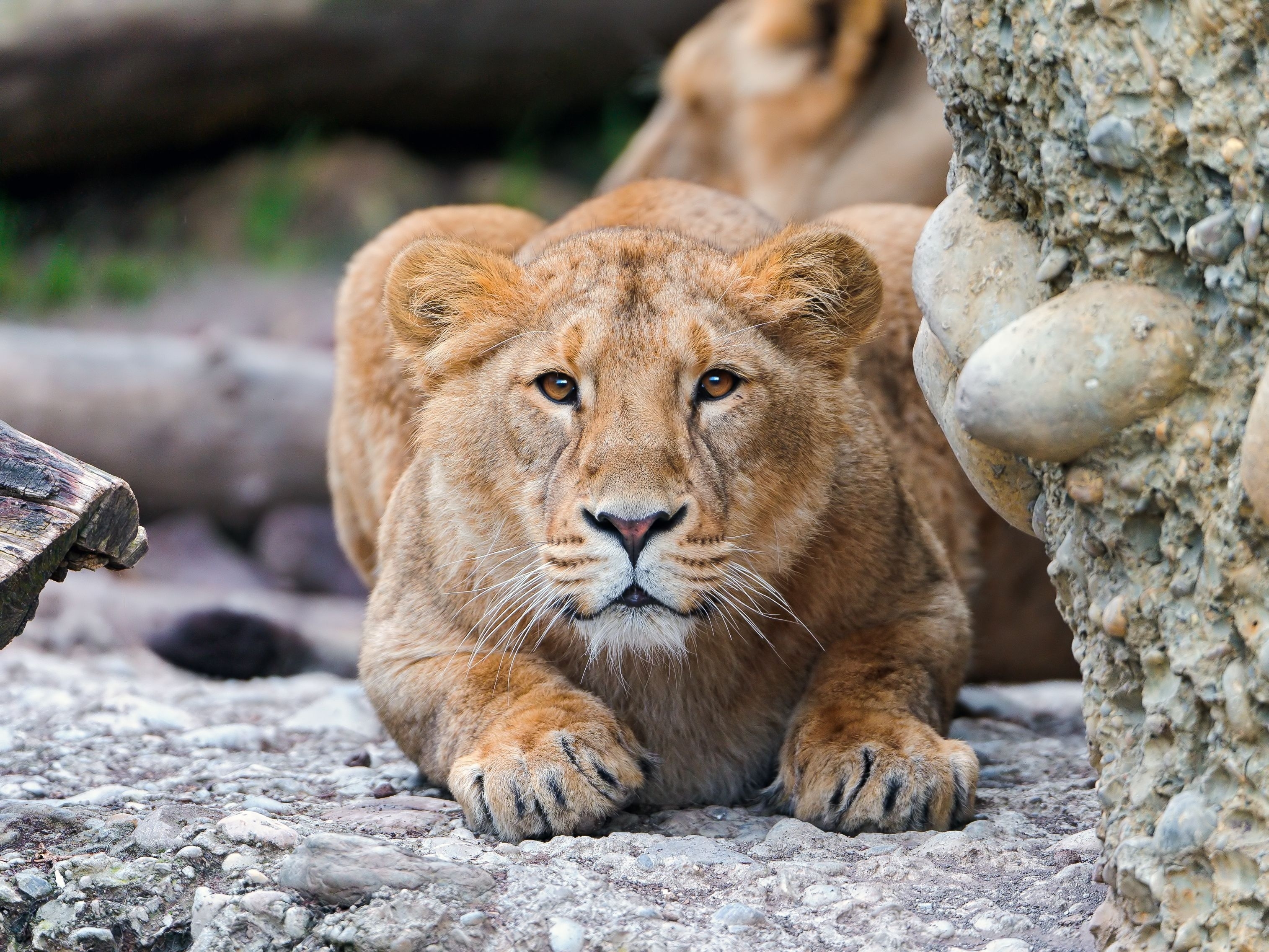 Download mobile wallpaper Alertness, Young, Predator, Stones, Animals, Lion for free.